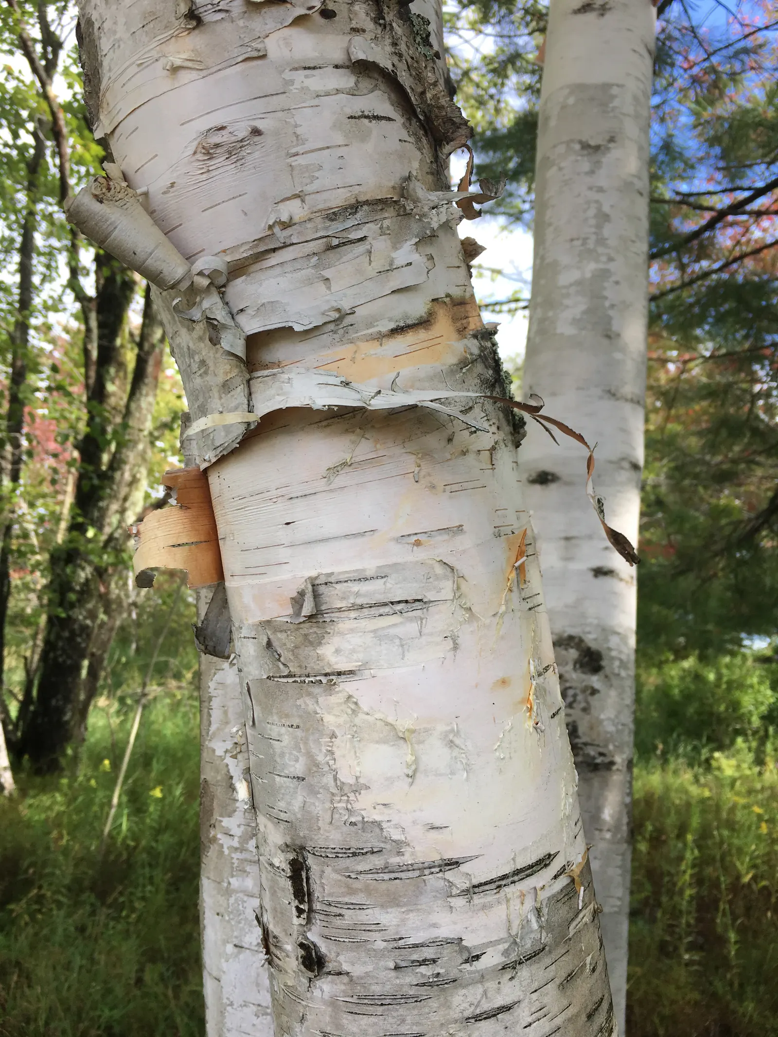 Paper Birch (Betula Papyrifera) — The Paper Birch (Betula papyrifera)