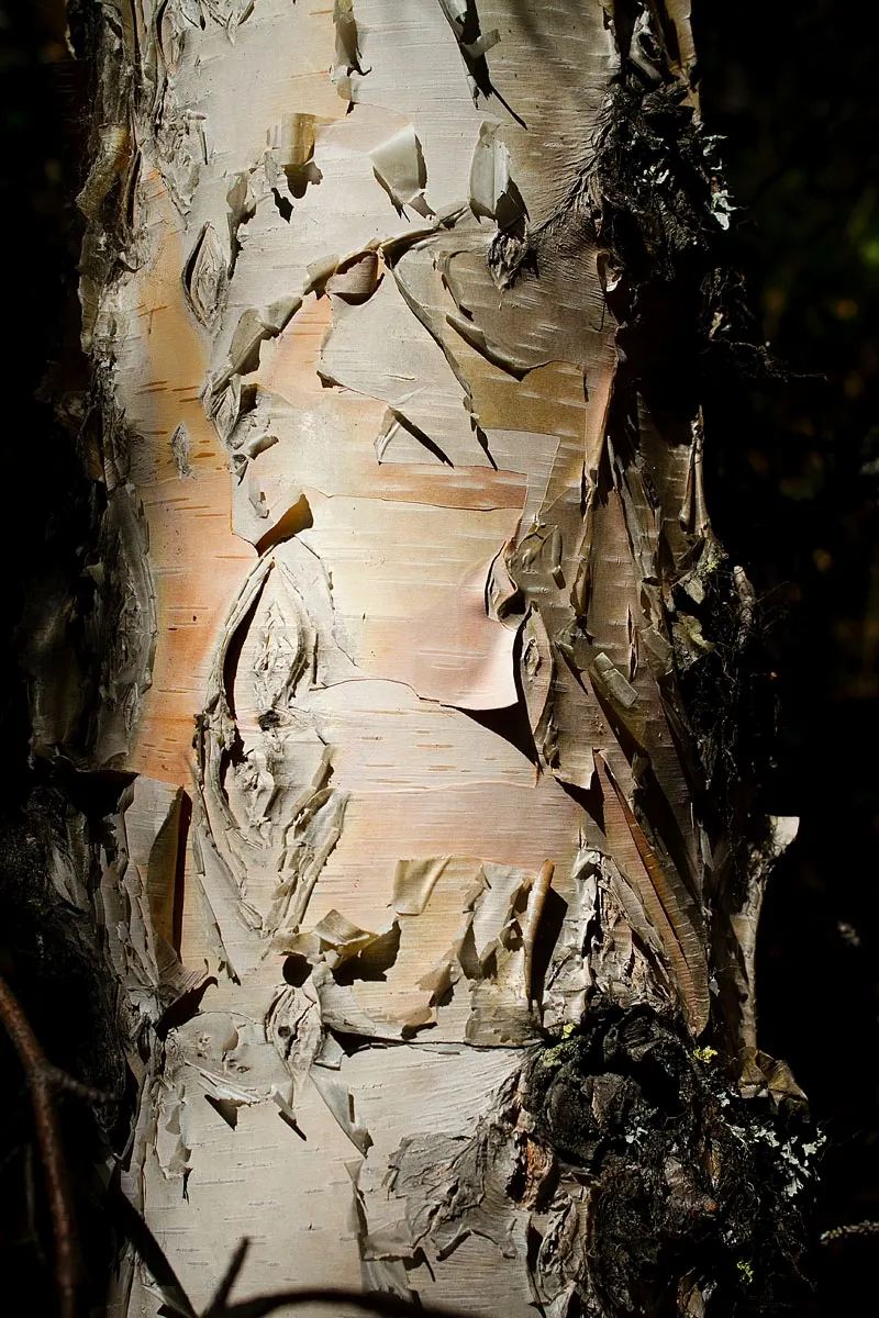 Paper Birch (Betula Papyrifera) — It grows 50-70 feet tall with a 35-foot spread