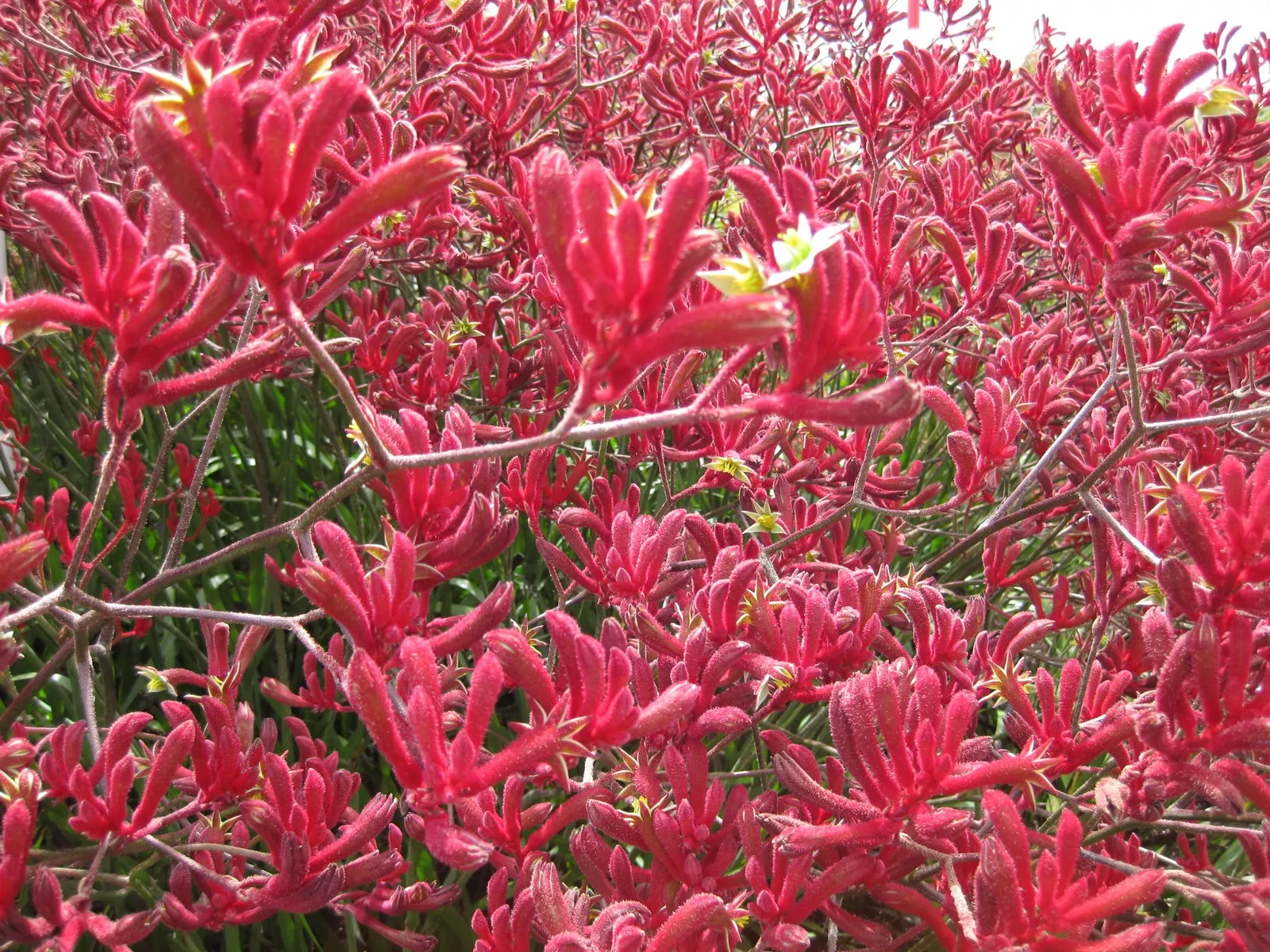 Big Red Kangaroo Paws (Anigozanthos 'Big Red') — This evergreen perennial showcases its tubular blooms from spring through summer