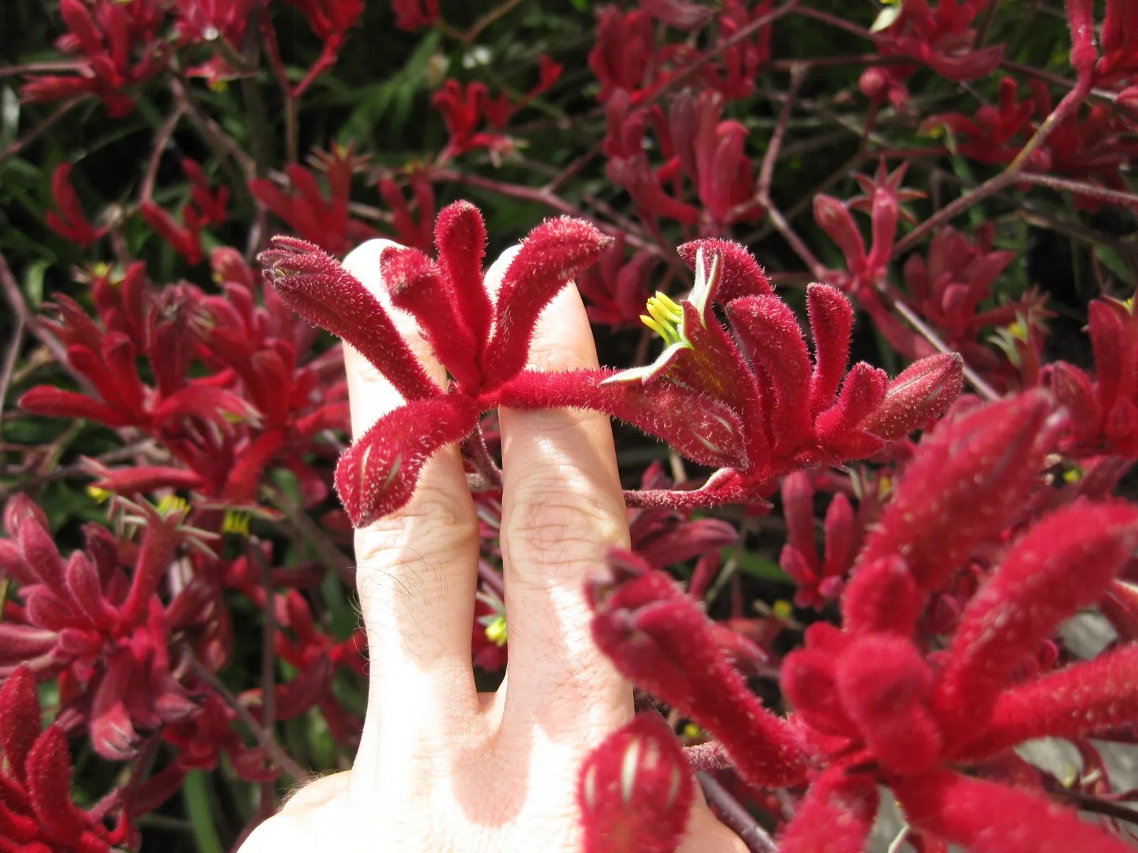 Big Red Kangaroo Paws (Anigozanthos 'Big Red') — Anigozanthos 'Big Red,' commonly known as Big Red Kangaroo Paws