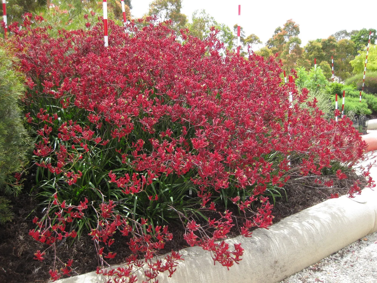 Big Red Kangaroo Paws (Anigozanthos 'Big Red') — crimson flowers that extend up to 5 ft