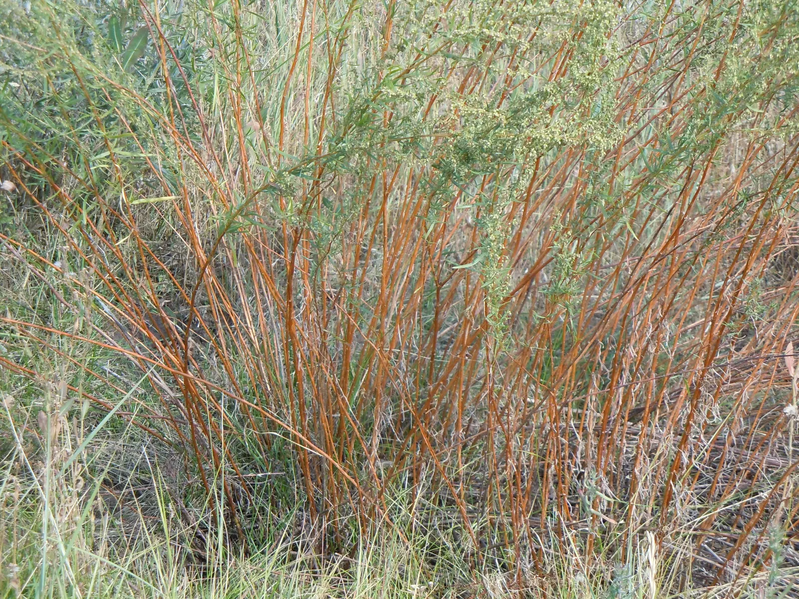 Wild Tarragon (Artemisia Dracunculus) — It is drought-resistant once established, making it a low-maintenance option for xeriscaping or herb, image 65