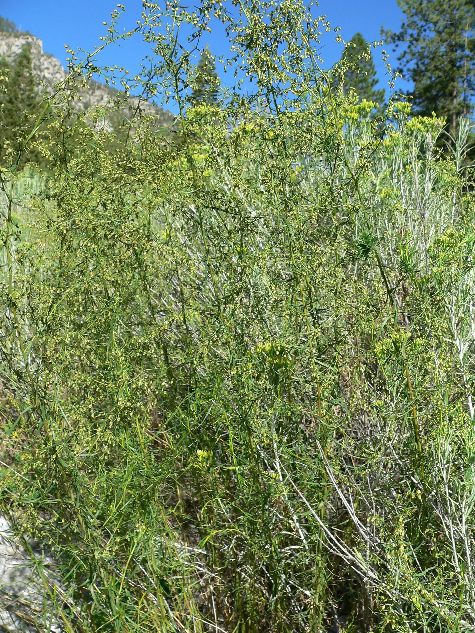 Wild Tarragon (Artemisia Dracunculus) — In late summer to early fall; native to a wide region covering much of Eurasia and North America, image 62