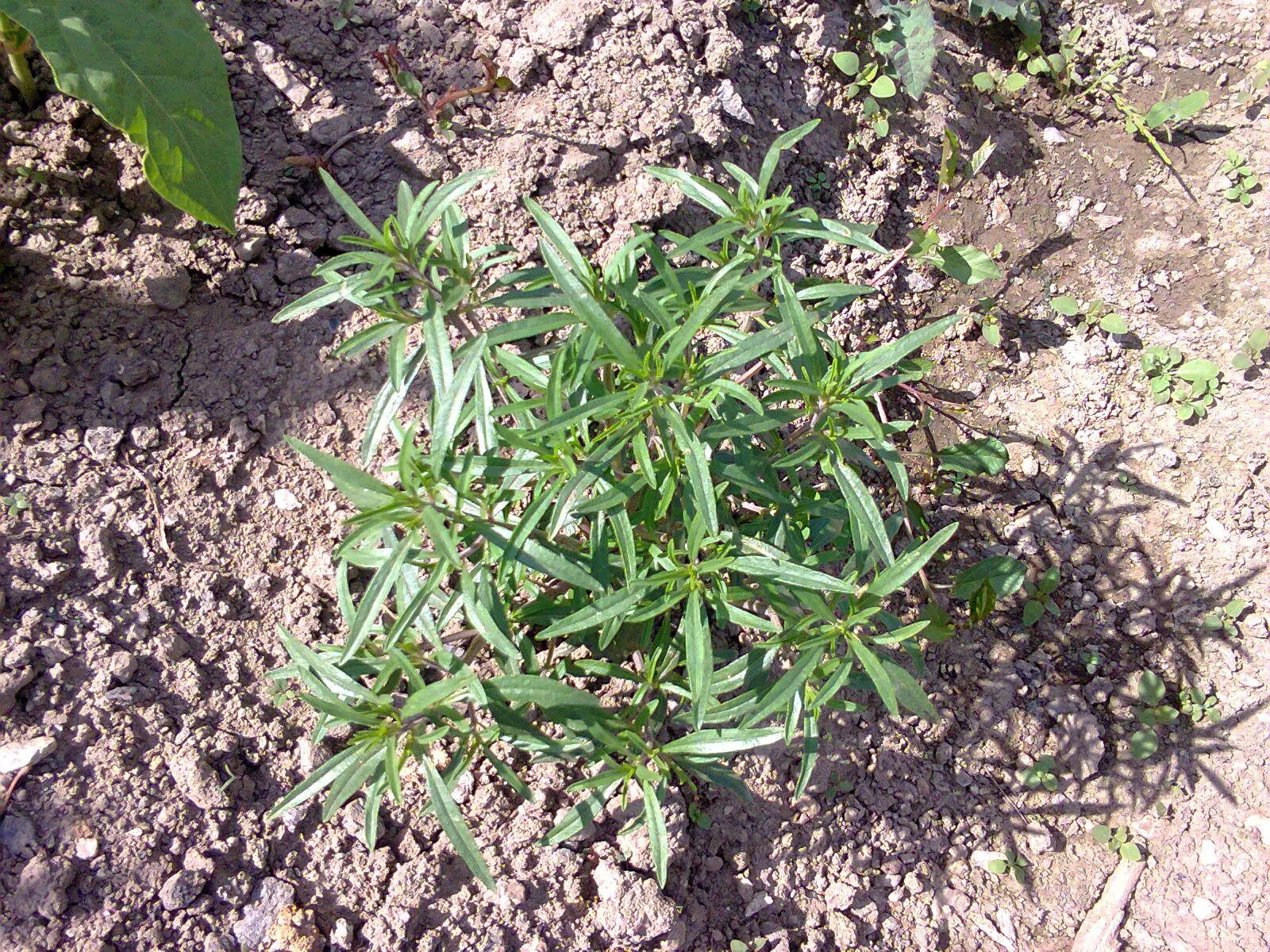 Wild Tarragon (Artemisia Dracunculus) — In late summer to early fall; native to a wide region covering much of Eurasia and North America, image 45