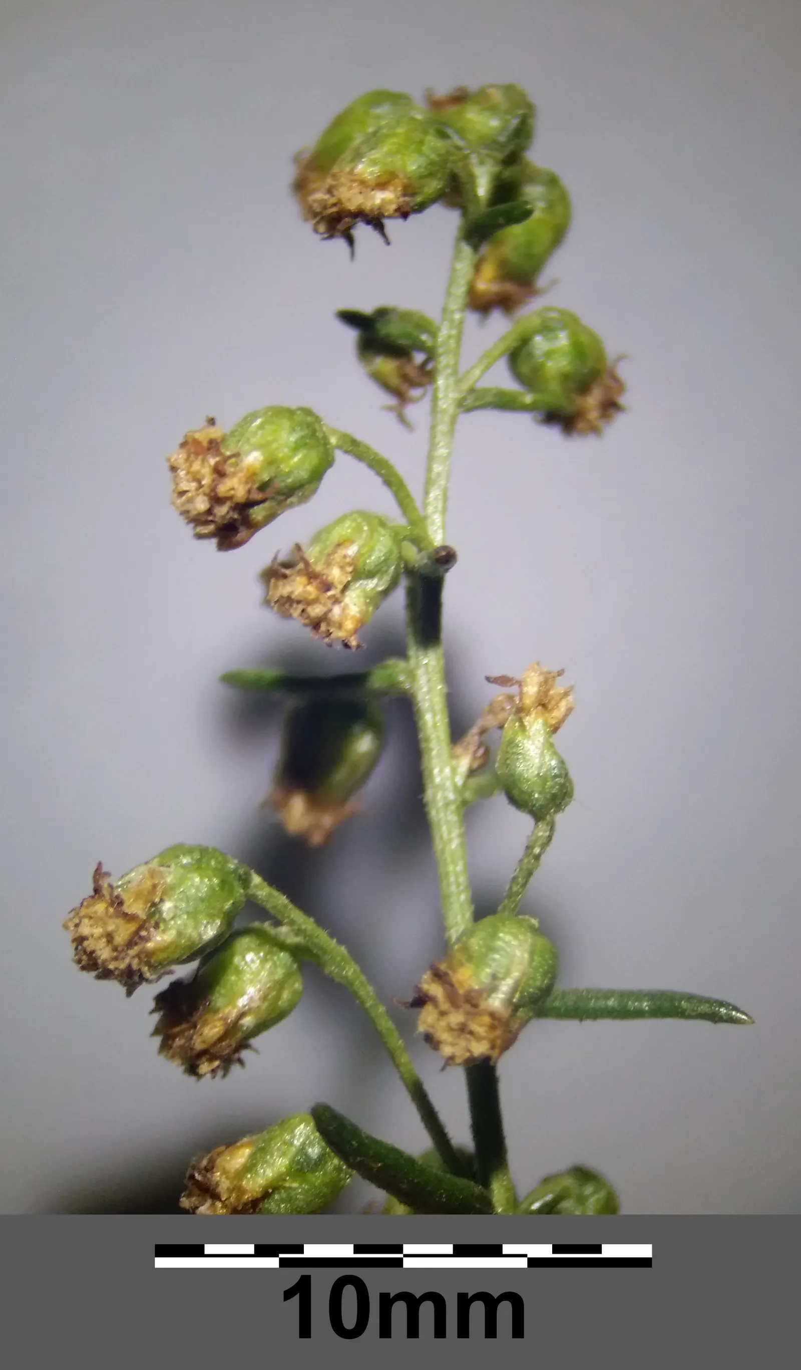 Wild Tarragon (Artemisia Dracunculus) — Wild Tarragon thrives in full sun to part shade and prefers well-drained soil; its tiny, yellow-green, image 47