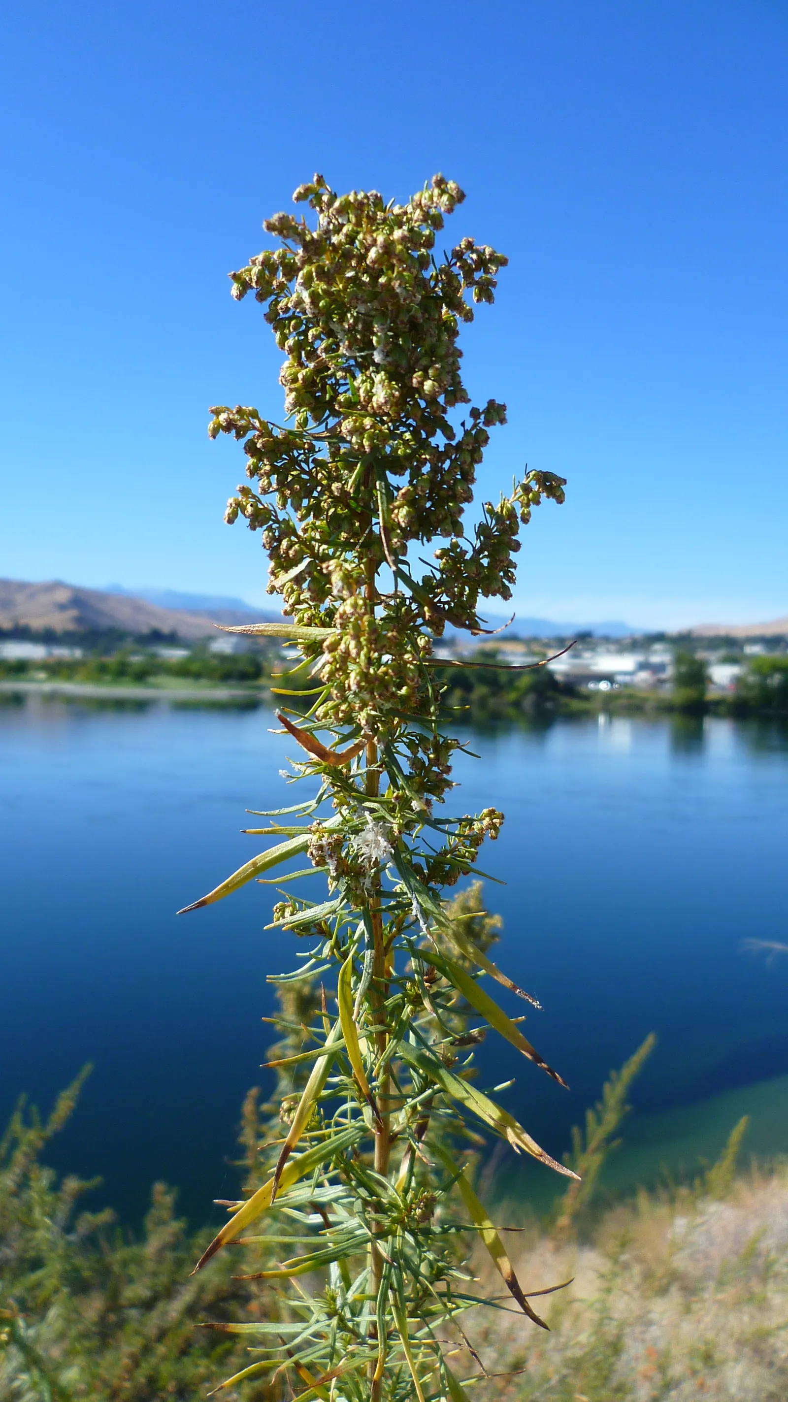 Wild Tarragon (Artemisia Dracunculus) — lance-shaped leaves that exude a spicy scent when crushed; typically reaching up to 2-4 feet in height, image 42