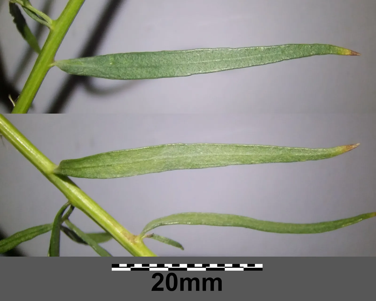 Wild Tarragon (Artemisia Dracunculus) — In late summer to early fall; native to a wide region covering much of Eurasia and North America