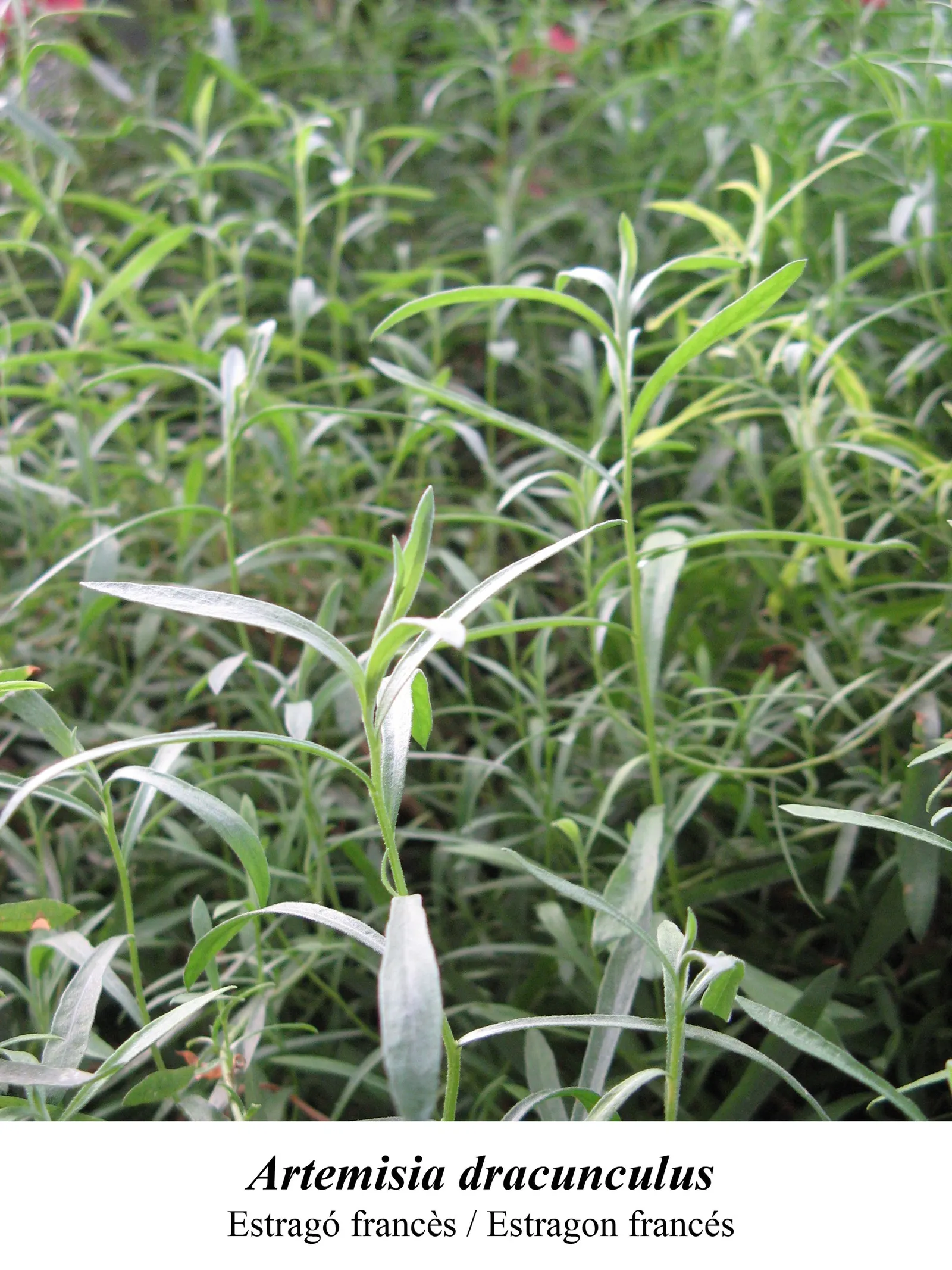 Wild Tarragon (Artemisia Dracunculus) — Native to a wide region covering much of Eurasia and North America; low maintenance, it's perfect for, image 74