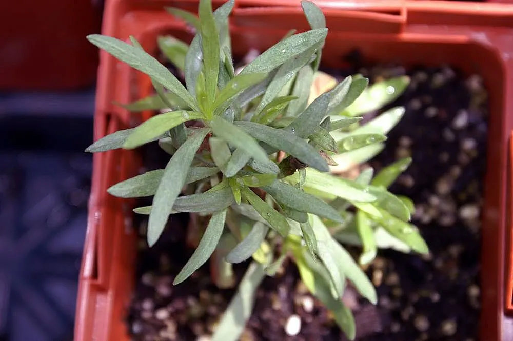 Wild Tarragon (Artemisia Dracunculus) — Typically reaching up to 2-4 feet in height, this plant thrives in well-draining soils and full sun; in, image 53