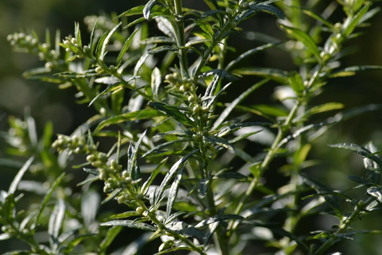 Wild Tarragon (Artemisia Dracunculus) — Its tiny, yellow-green flowers bloom in late summer