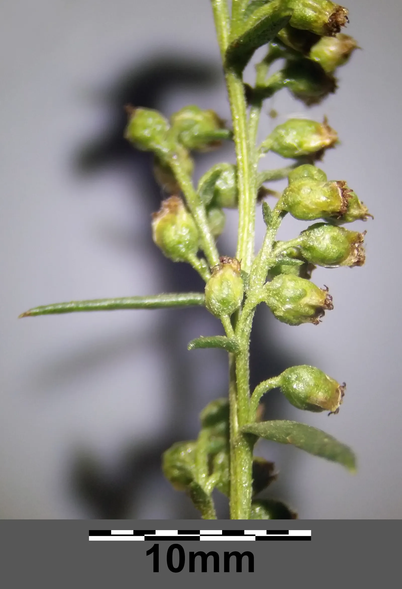 Wild Tarragon (Artemisia Dracunculus) — Wild Tarragon thrives in full sun to part shade and prefers well-drained soil