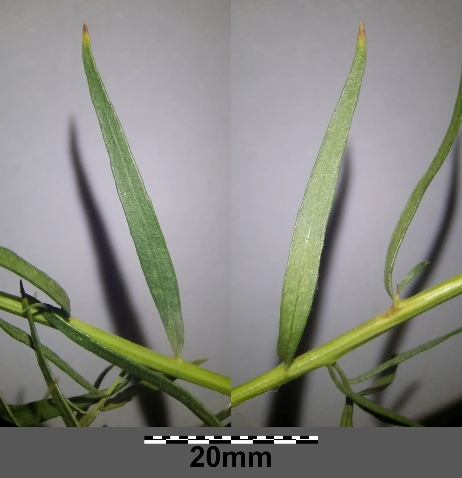Wild Tarragon (Artemisia Dracunculus) — nondescript yellow or greenish-white flowers