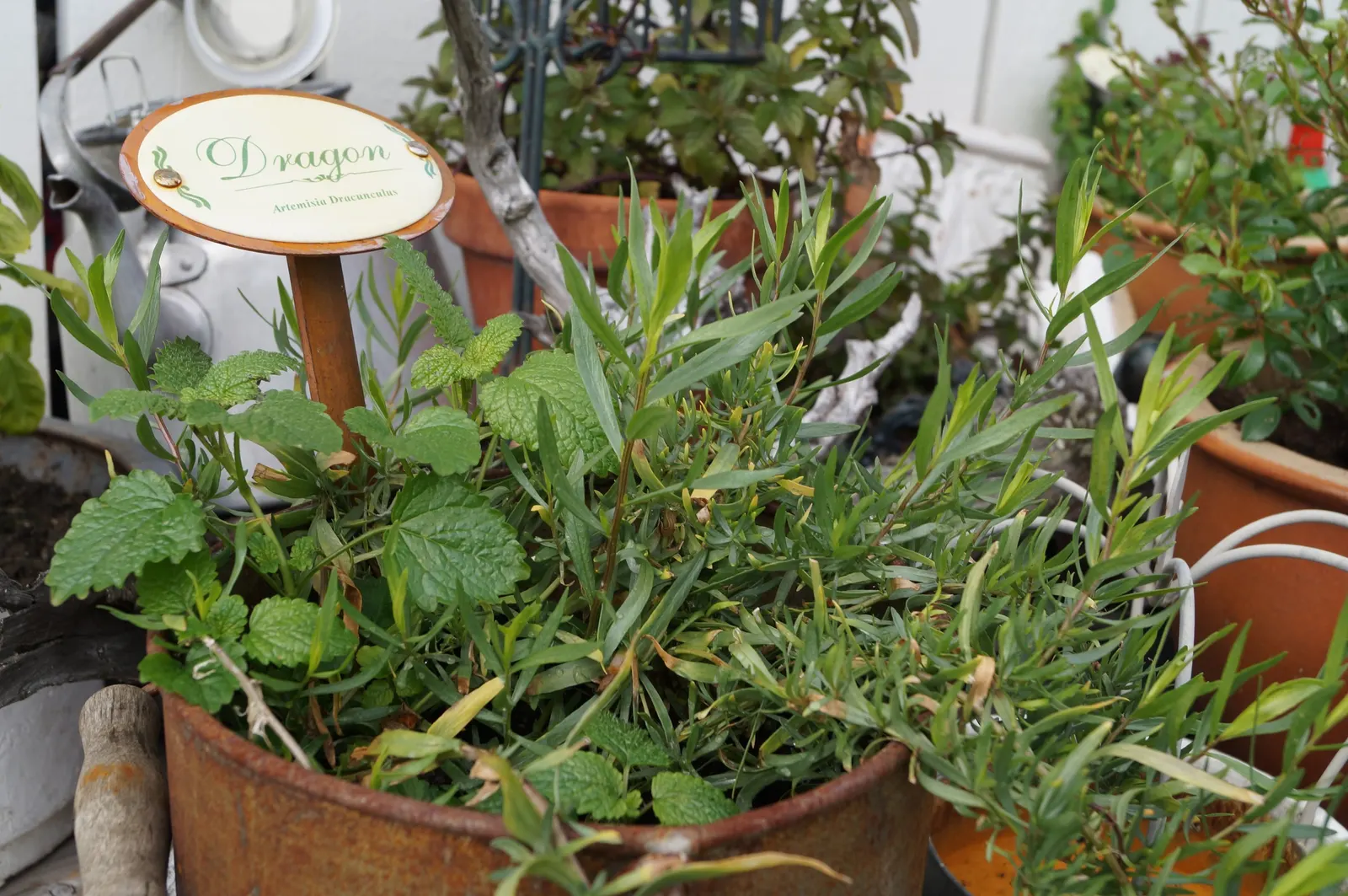 Wild Tarragon (Artemisia Dracunculus) — herb with white blooms