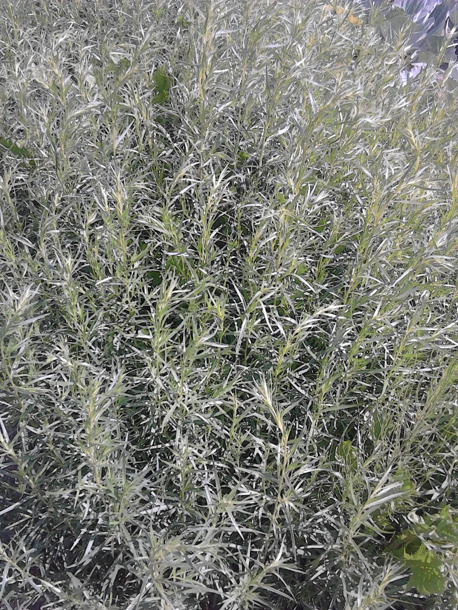 Wild Tarragon (Artemisia Dracunculus) — lance-shaped leaves that exude a spicy scent when crushed; typically reaching up to 2-4 feet in height, image 59