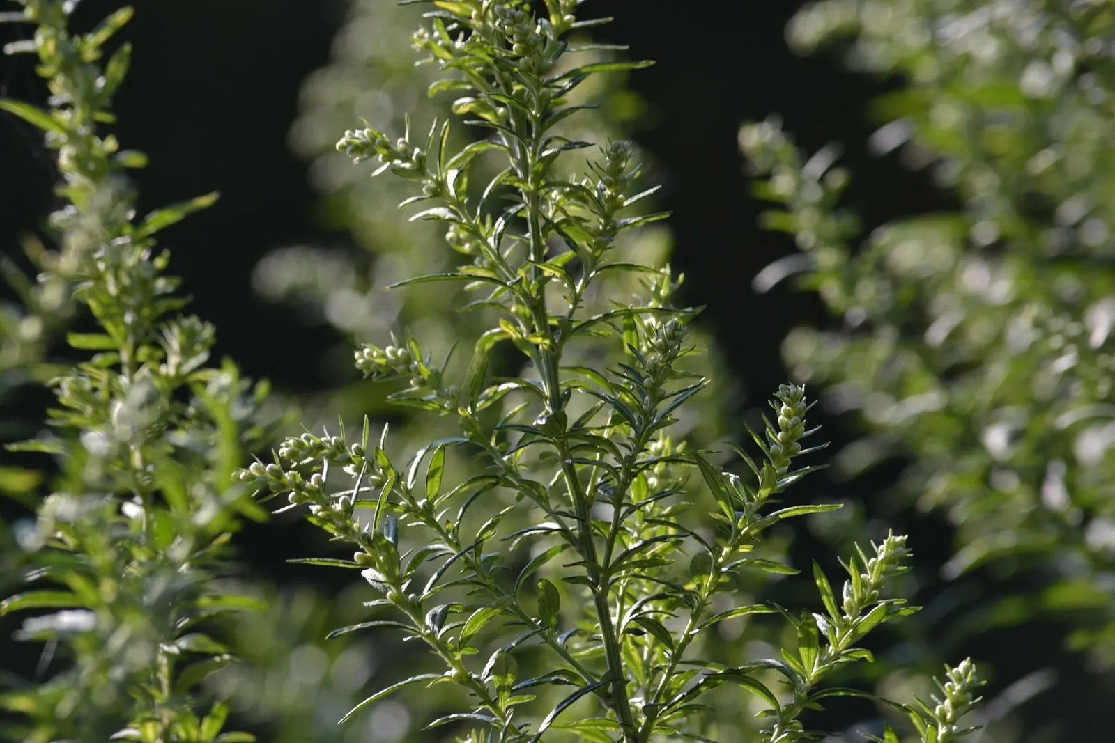 Wild Tarragon (Artemisia Dracunculus) — feathery texture to the garden throughout the growing season