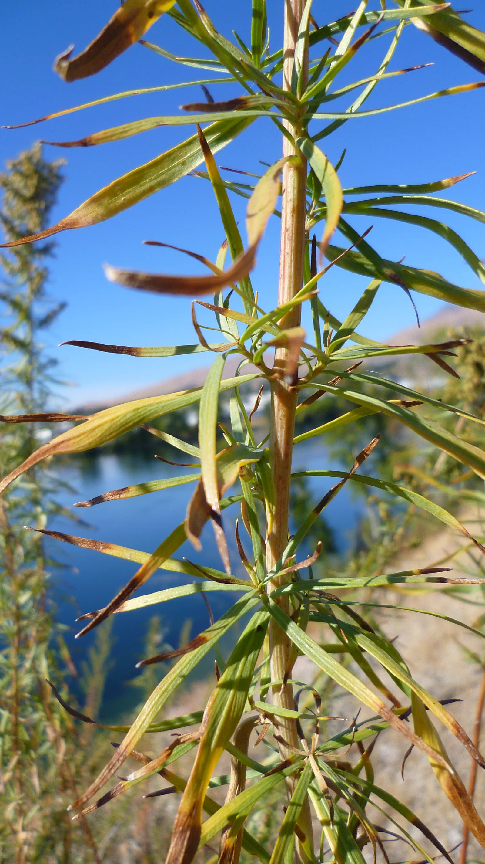 Wild Tarragon (Artemisia Dracunculus) — about 2 to 8 inches long and are arranged spirally along the stems, image 26