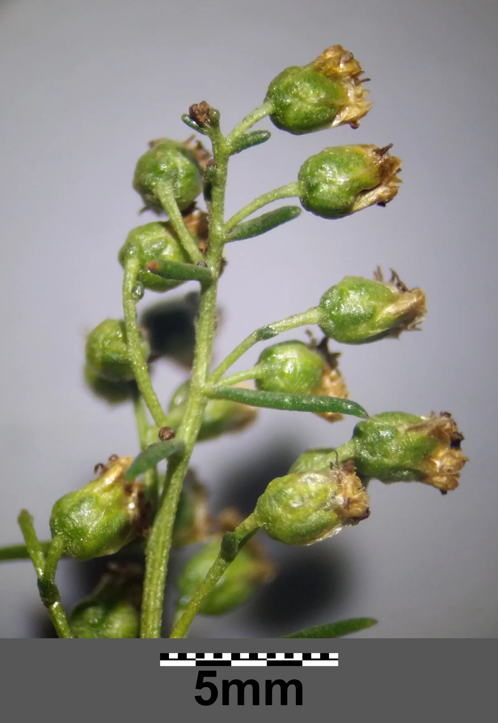 Wild Tarragon (Artemisia Dracunculus) — about 2 to 8 inches long and are arranged spirally along the stems