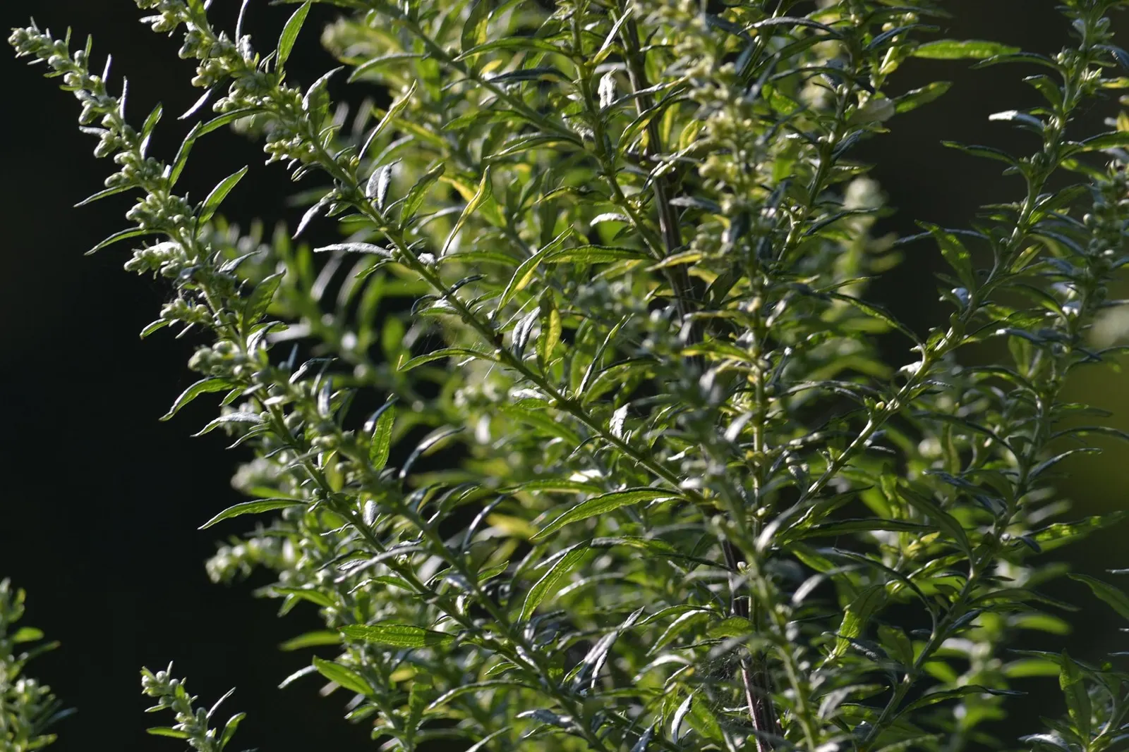 Wild Tarragon (Artemisia Dracunculus) — It is drought-resistant once established, making it a low-maintenance option for xeriscaping or herb gardens