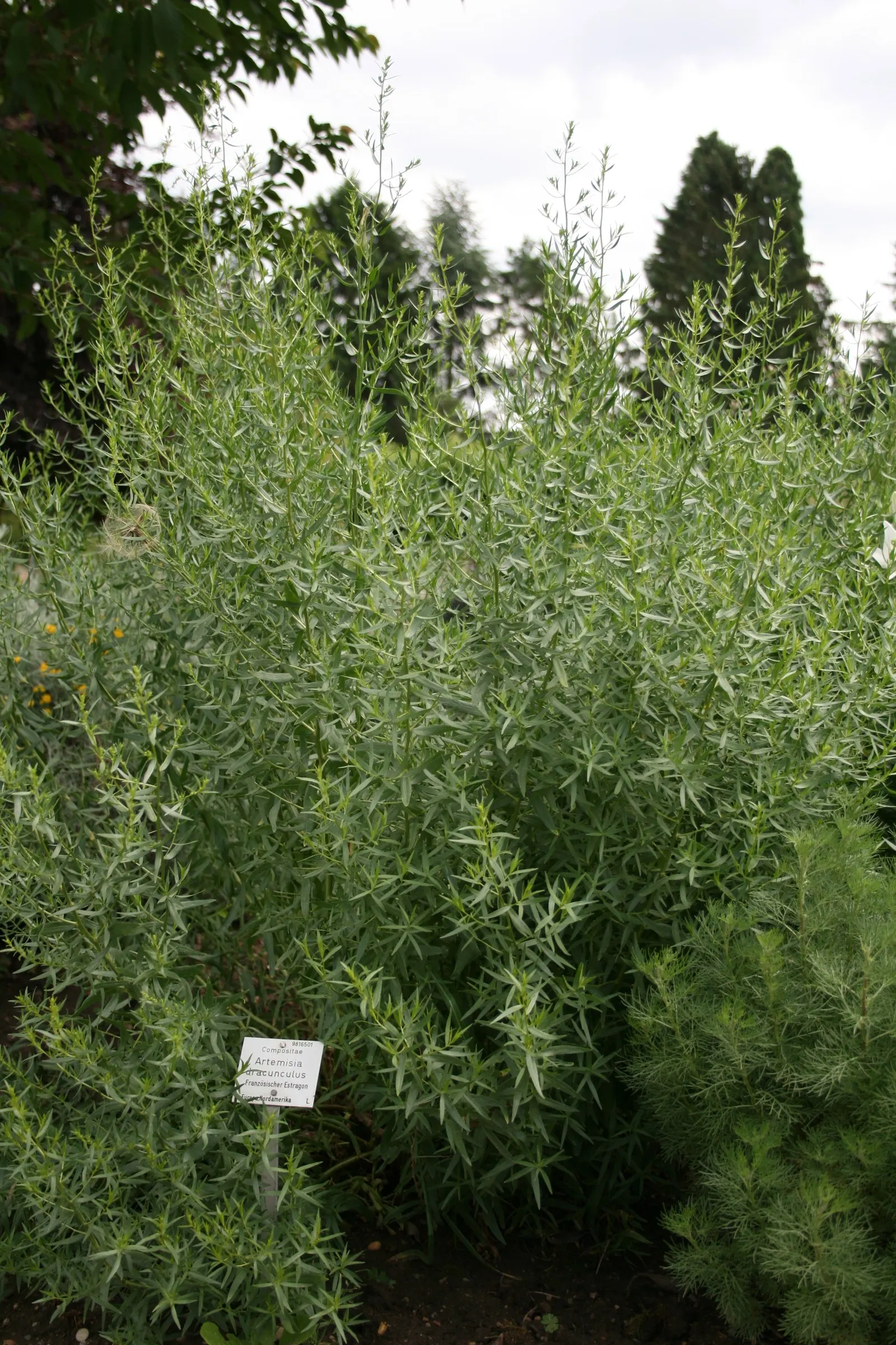 Wild Tarragon (Artemisia Dracunculus) — Wild Tarragon (Artemisia dracunculus) is a perennial herb, favored for its slender, aromatic leaves; ideal, image 69