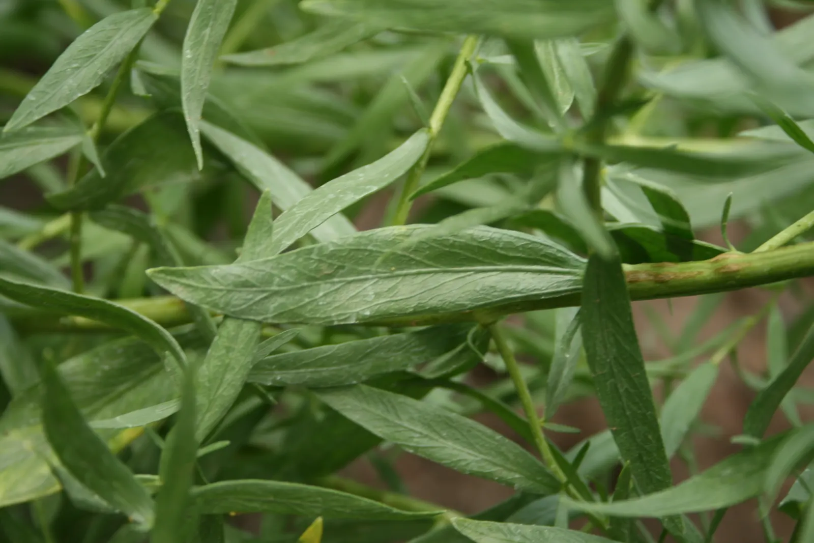 Wild Tarragon (Artemisia Dracunculus) — Ideal for culinary use, it provides a subtle anise flavor