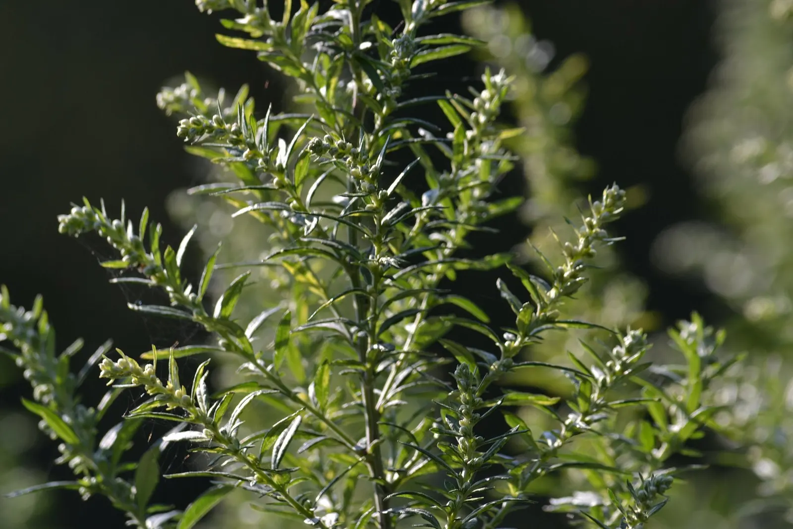 Wild Tarragon (Artemisia Dracunculus) — Typically reaching up to 2-4 feet in height, this plant thrives in well-draining soils and full sun; in late summer to
