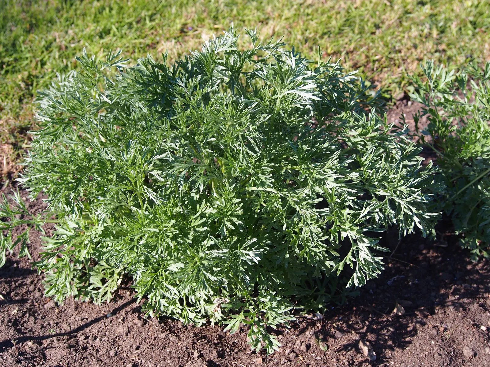Wild Tarragon (Artemisia Dracunculus) — Its tiny, yellow-green flowers bloom in late summer; wild Tarragon (Artemisia dracunculus) is a perennial, image 37