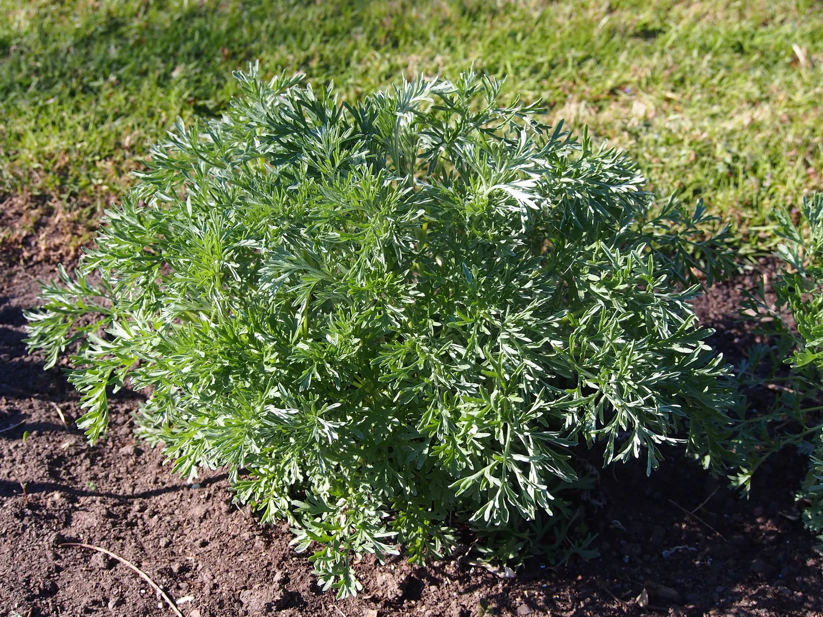 Wild Tarragon (Artemisia Dracunculus) — feathery texture to the garden throughout the growing season; herb with white blooms