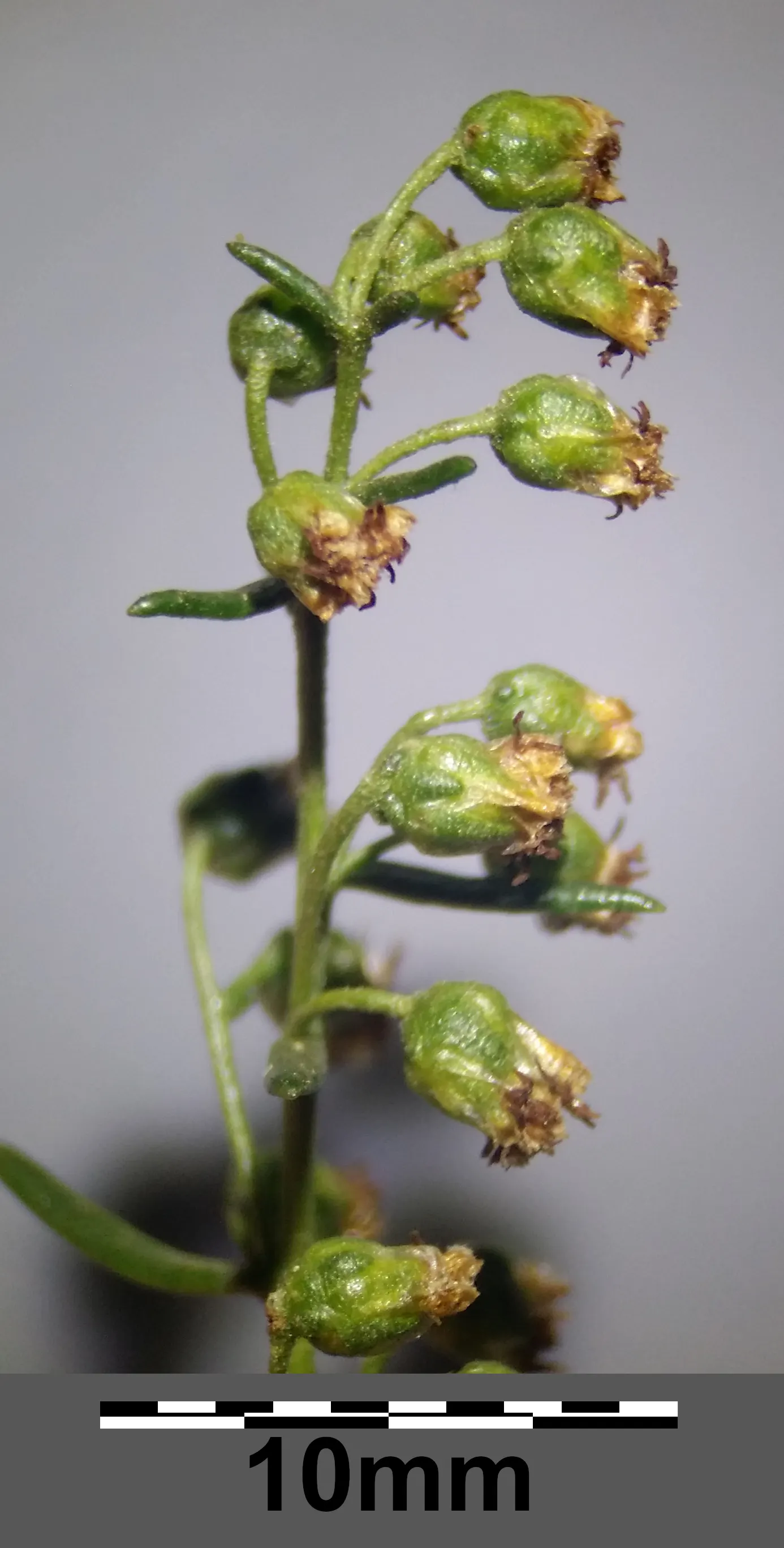 Wild Tarragon (Artemisia Dracunculus) — this plant is favored for its slender