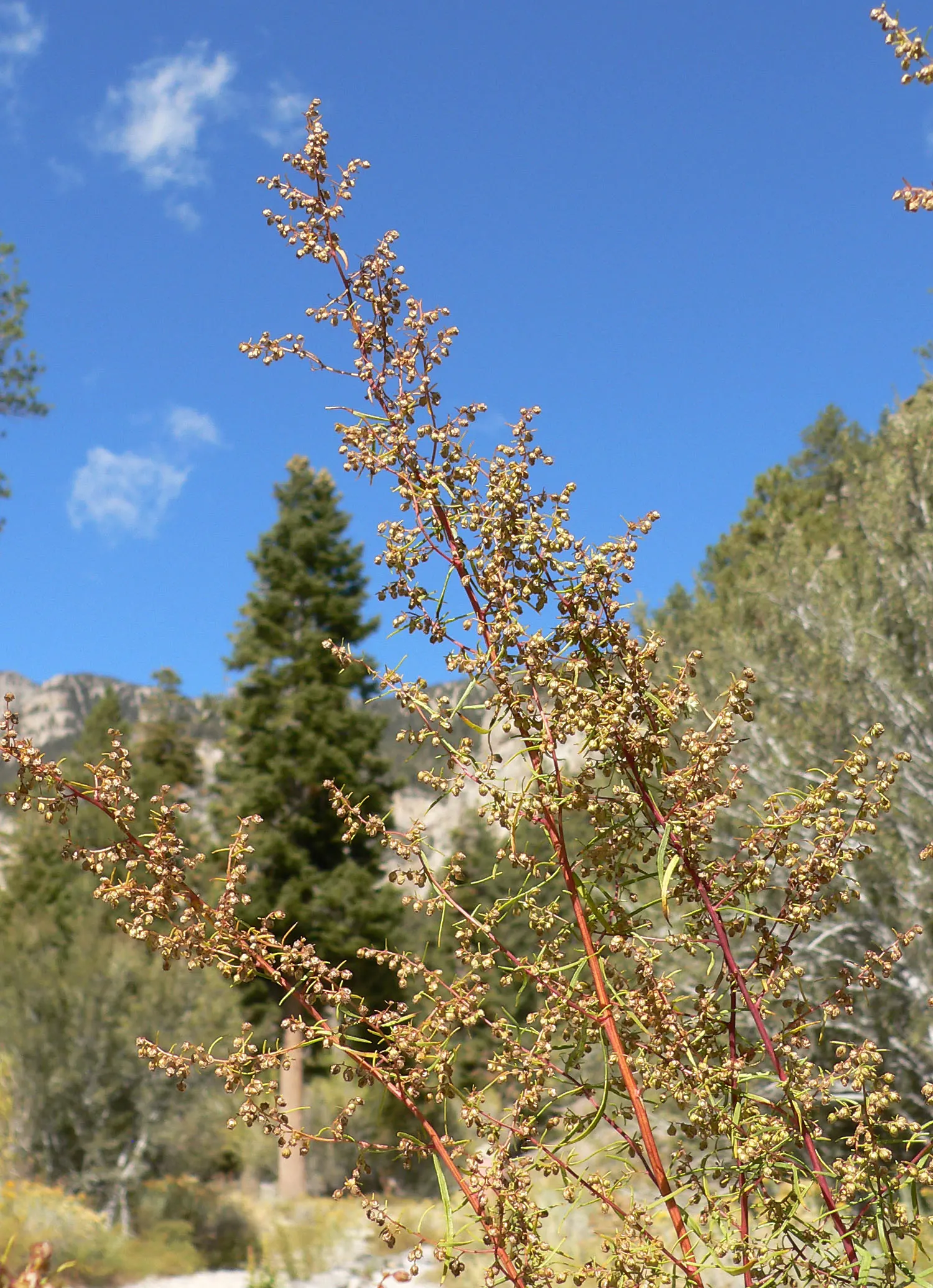 Wild Tarragon (Artemisia Dracunculus) — In late summer to early fall; native to a wide region covering much of Eurasia and North America, image 79