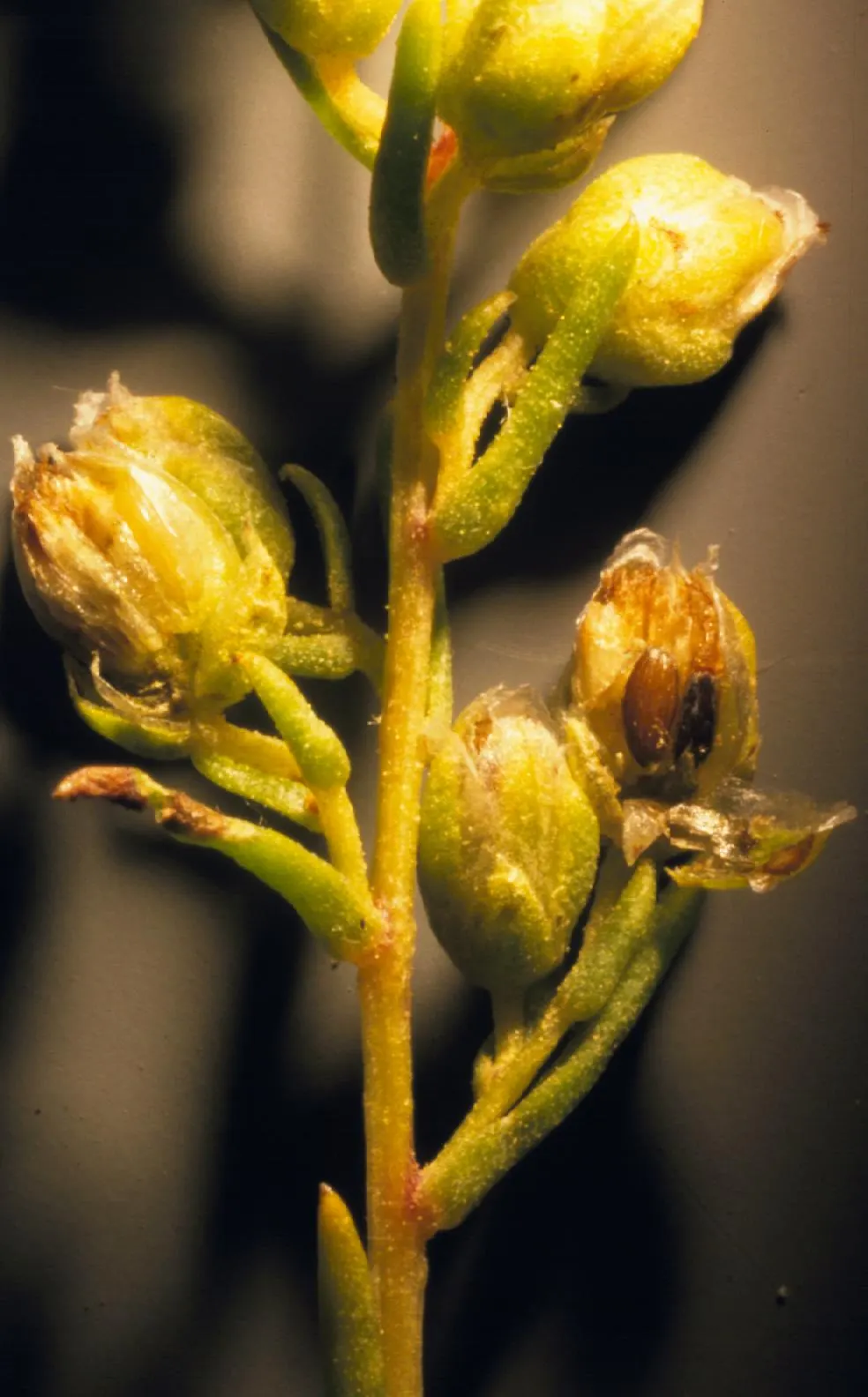 Wild Tarragon (Artemisia Dracunculus) — Its tiny, yellow-green flowers bloom in late summer; wild Tarragon (Artemisia dracunculus) is a perennial, image 54