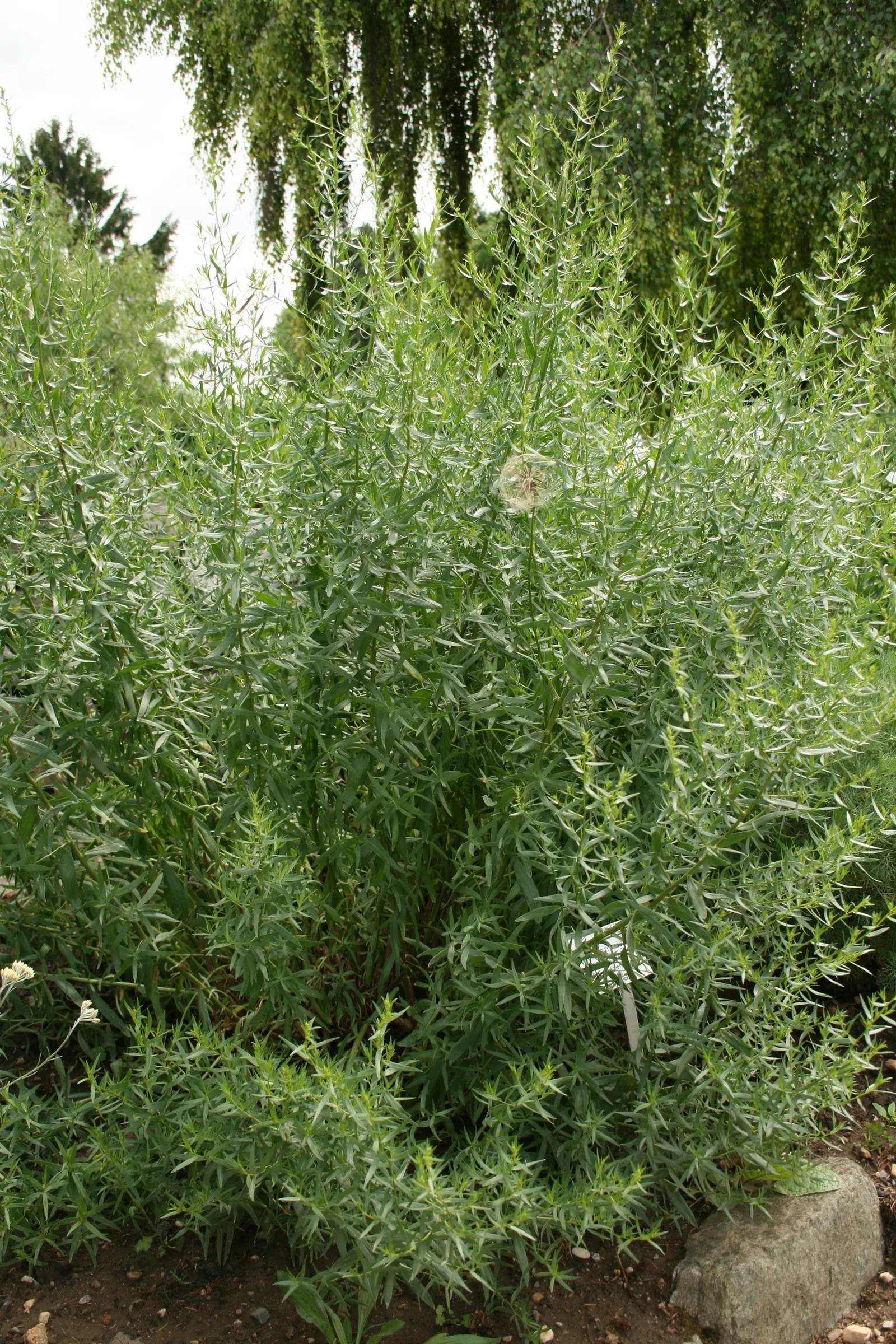 Wild Tarragon (Artemisia Dracunculus) — Native to a wide region covering much of Eurasia and North America; low maintenance, it's perfect for adding structure