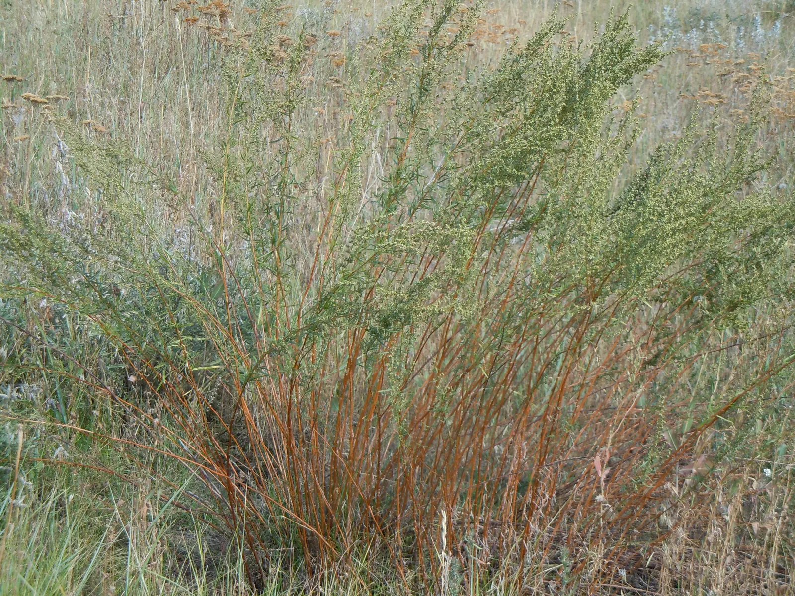Wild Tarragon (Artemisia Dracunculus) — this plant is favored for its slender; nondescript yellow or greenish-white flowers, image 75