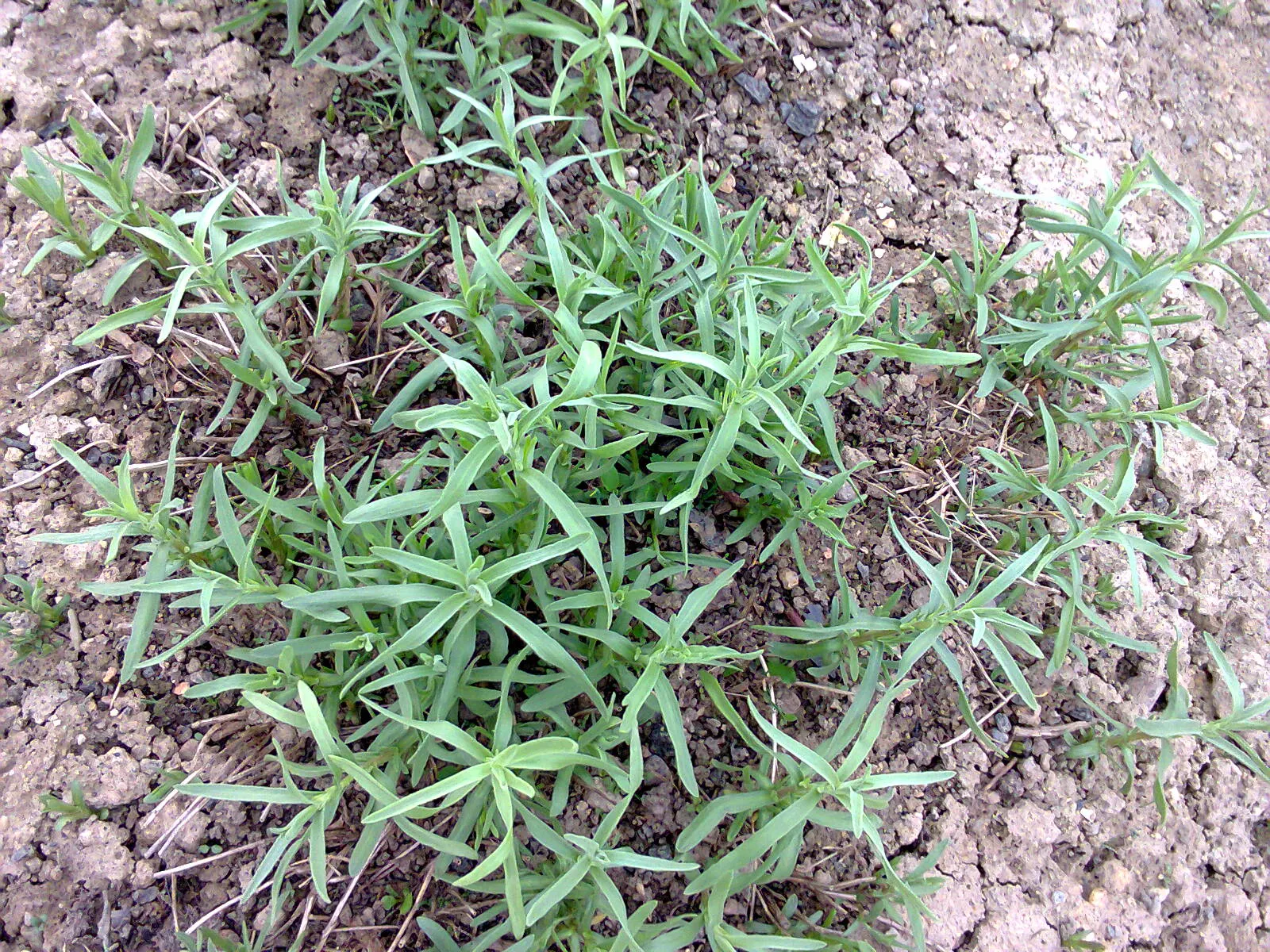 Wild Tarragon (Artemisia Dracunculus) — Wild Tarragon (Artemisia dracunculus) is a perennial herb, favored for its slender, aromatic leaves; ideal, image 35