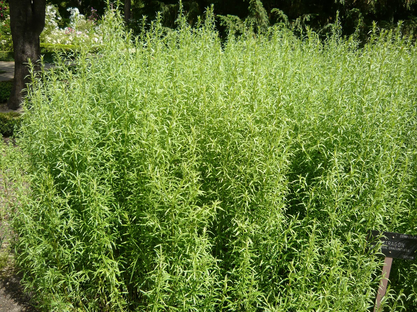 Wild Tarragon (Artemisia Dracunculus) — Ideal for culinary use, it provides a subtle anise flavor; lance-shaped leaves that exude a spicy scent, image 38