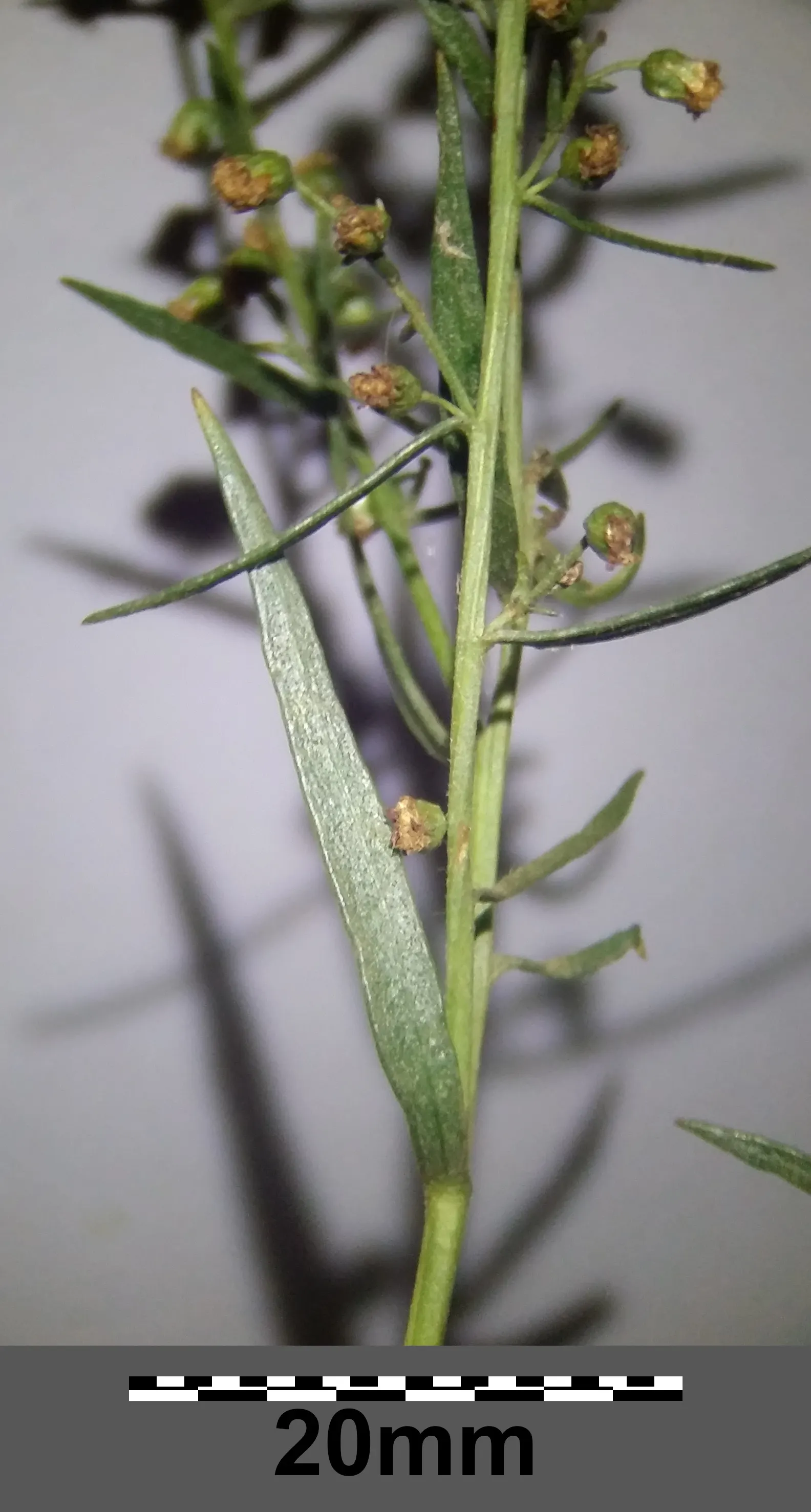 Wild Tarragon (Artemisia Dracunculus) — Wild Tarragon thrives in full sun to part shade and prefers well-drained soil; its tiny, yellow-green, image 64