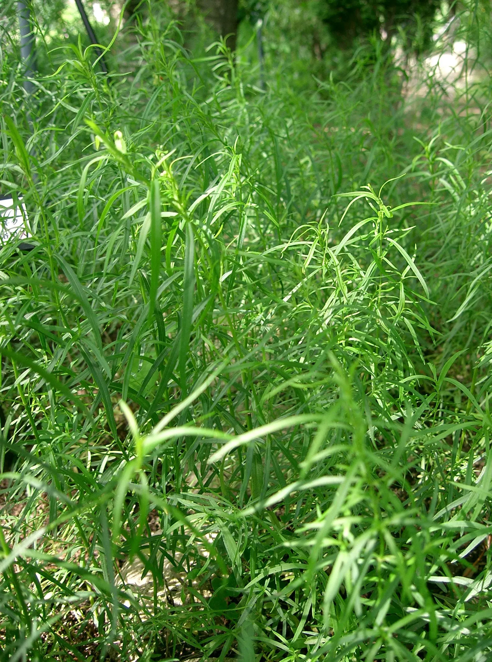 Wild Tarragon (Artemisia Dracunculus) — white flowers in the garden; herb for full or half