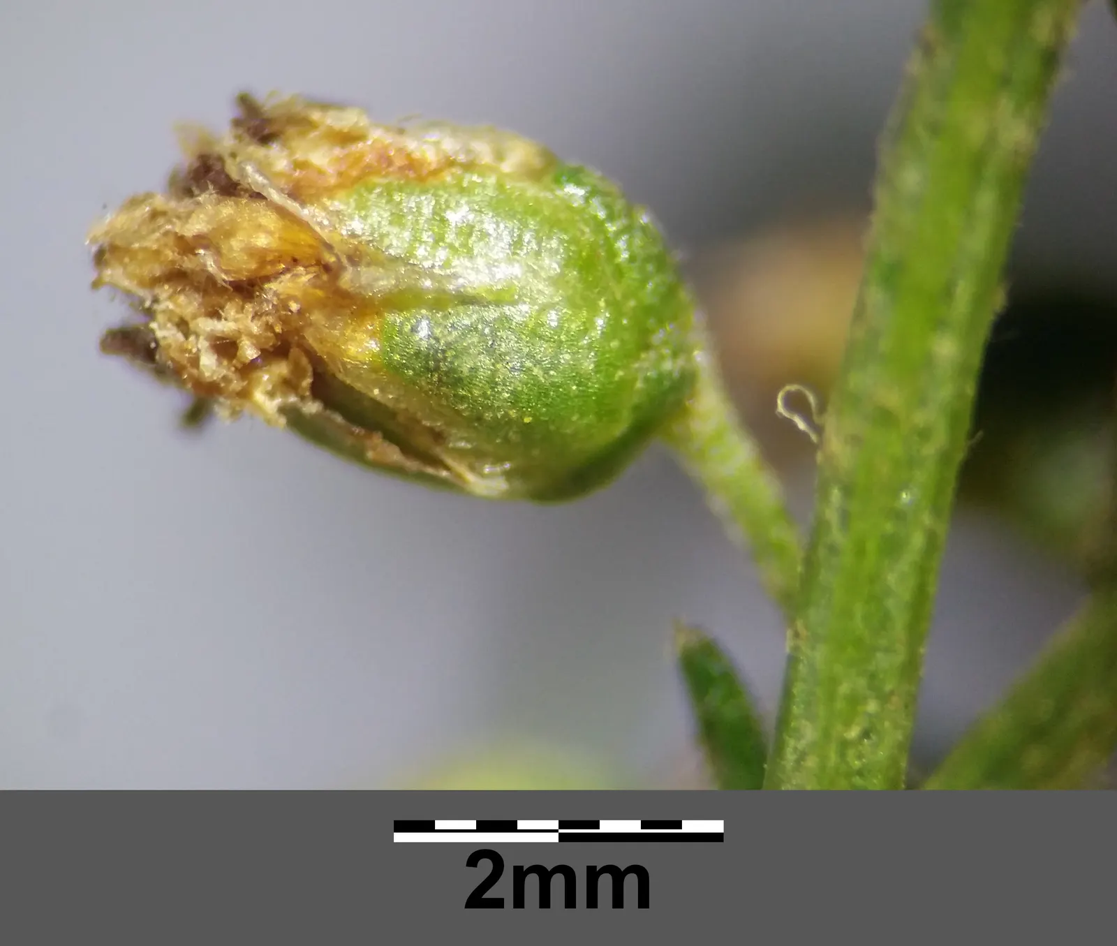 Wild Tarragon (Artemisia Dracunculus) — about 2 to 8 inches long and are arranged spirally along the stems, image 77