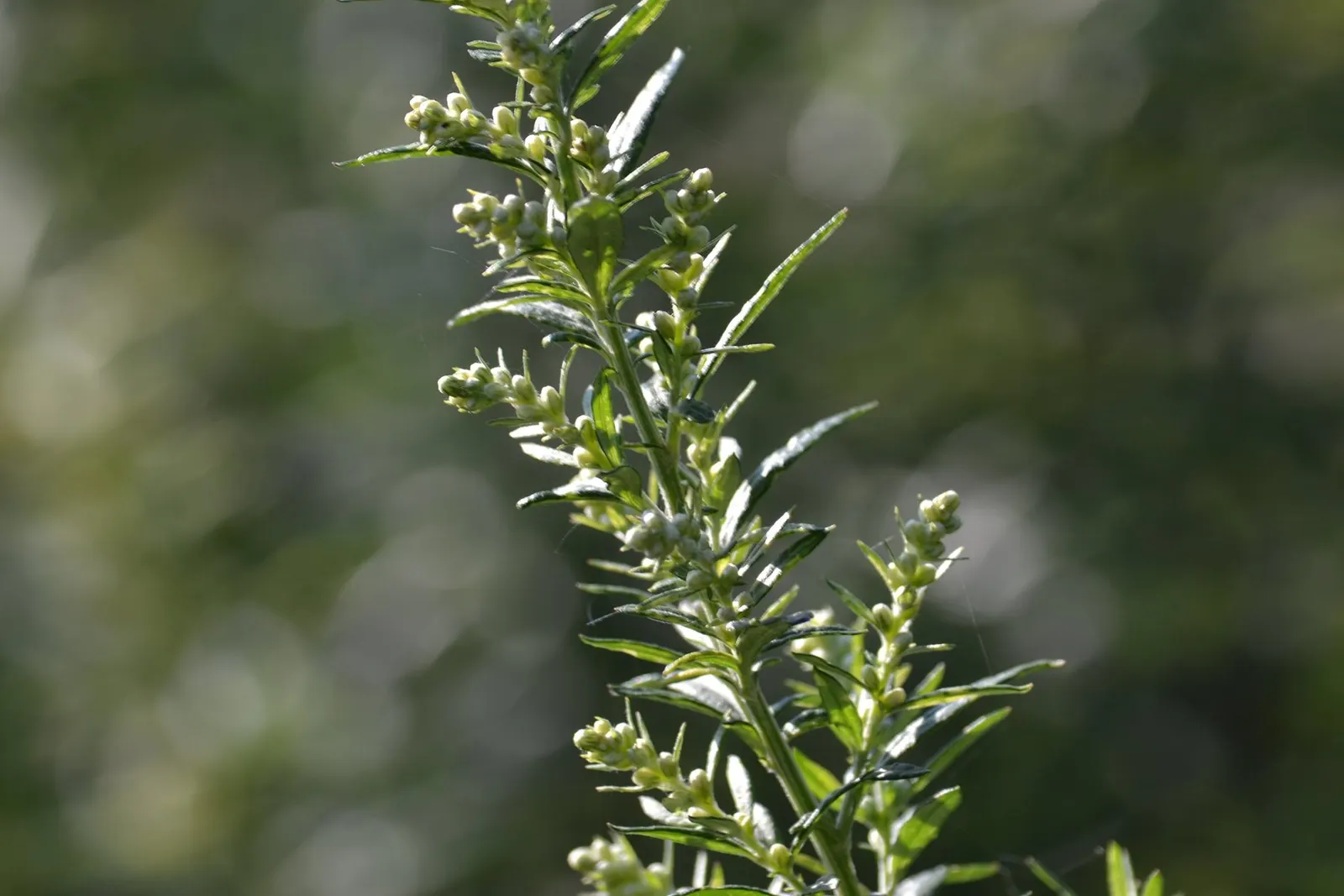 Wild Tarragon (Artemisia Dracunculus) — Typically reaching up to 2-4 feet in height, this plant thrives in well-draining soils and full sun; in, image 70