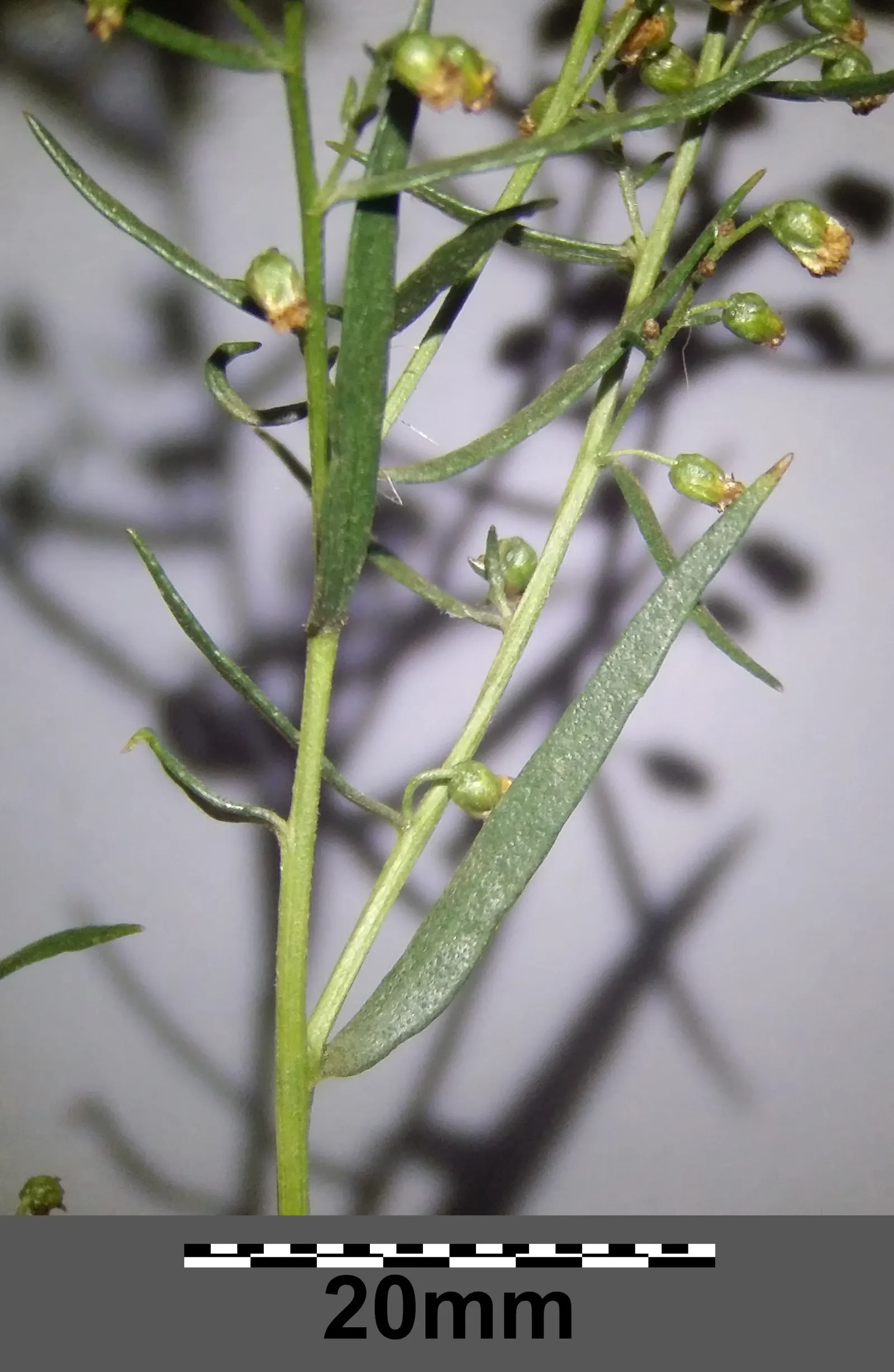 Wild Tarragon (Artemisia Dracunculus) — Wild Tarragon (Artemisia dracunculus) is a perennial herb, favored for its slender, aromatic leaves