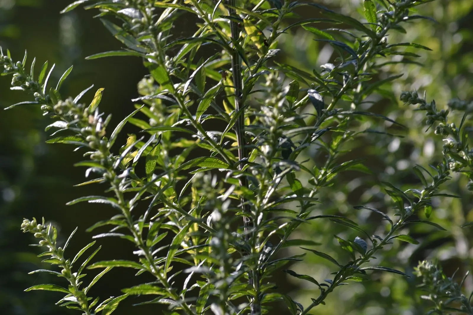 Wild Tarragon (Artemisia Dracunculus) — Wild Tarragon (Artemisia dracunculus) is a perennial herb, favored for its slender, aromatic leaves; ideal, image 52