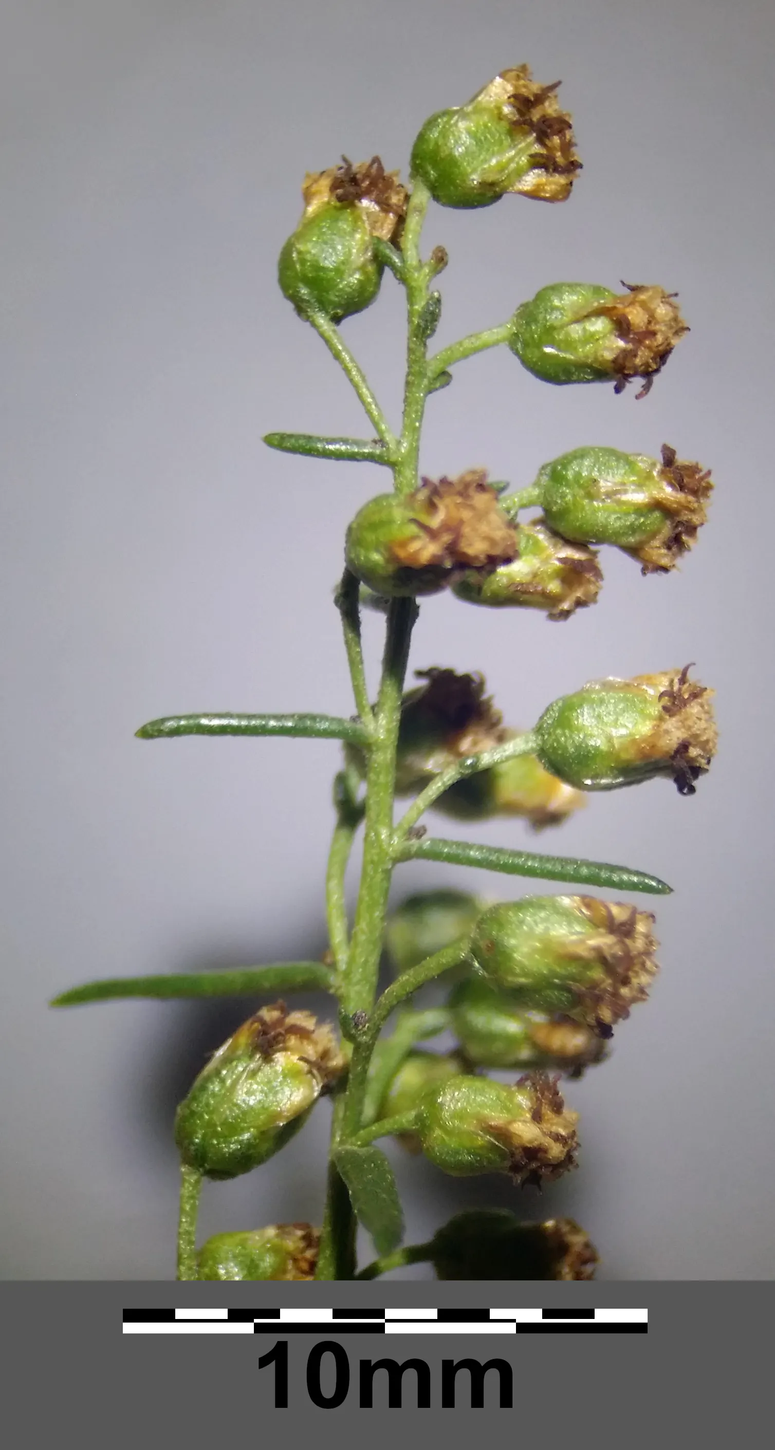 Wild Tarragon (Artemisia Dracunculus) — In late summer to early fall