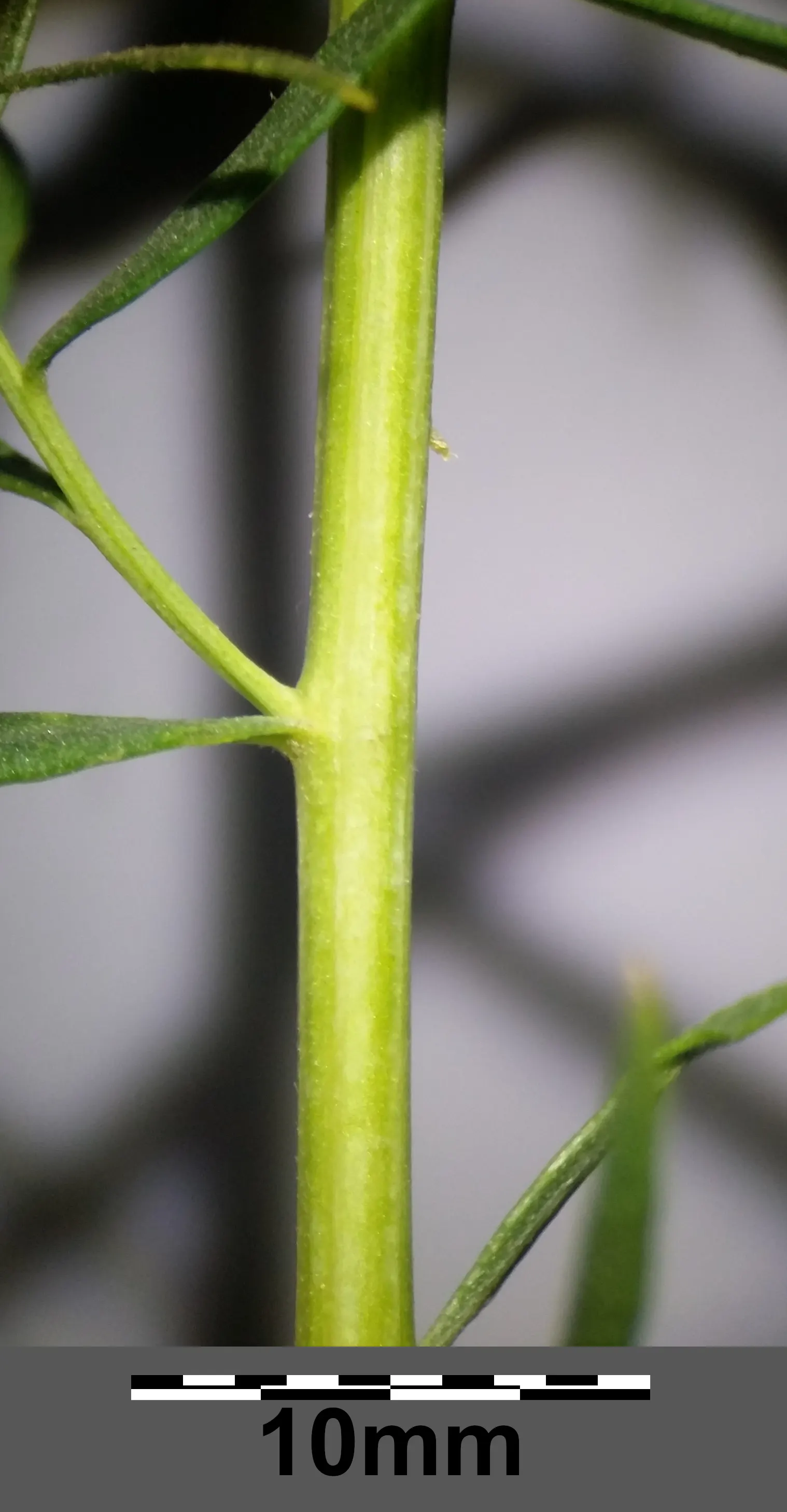 Wild Tarragon (Artemisia Dracunculus) — herb with white blooms; this plant is favored for its slender