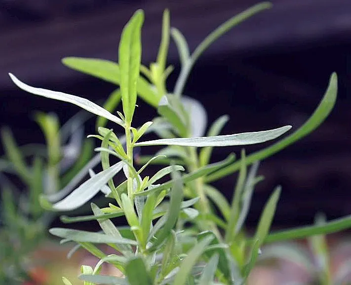 Wild Tarragon (Artemisia Dracunculus) — Ideal for culinary use, it provides a subtle anise flavor; lance-shaped leaves that exude a spicy scent, image 55