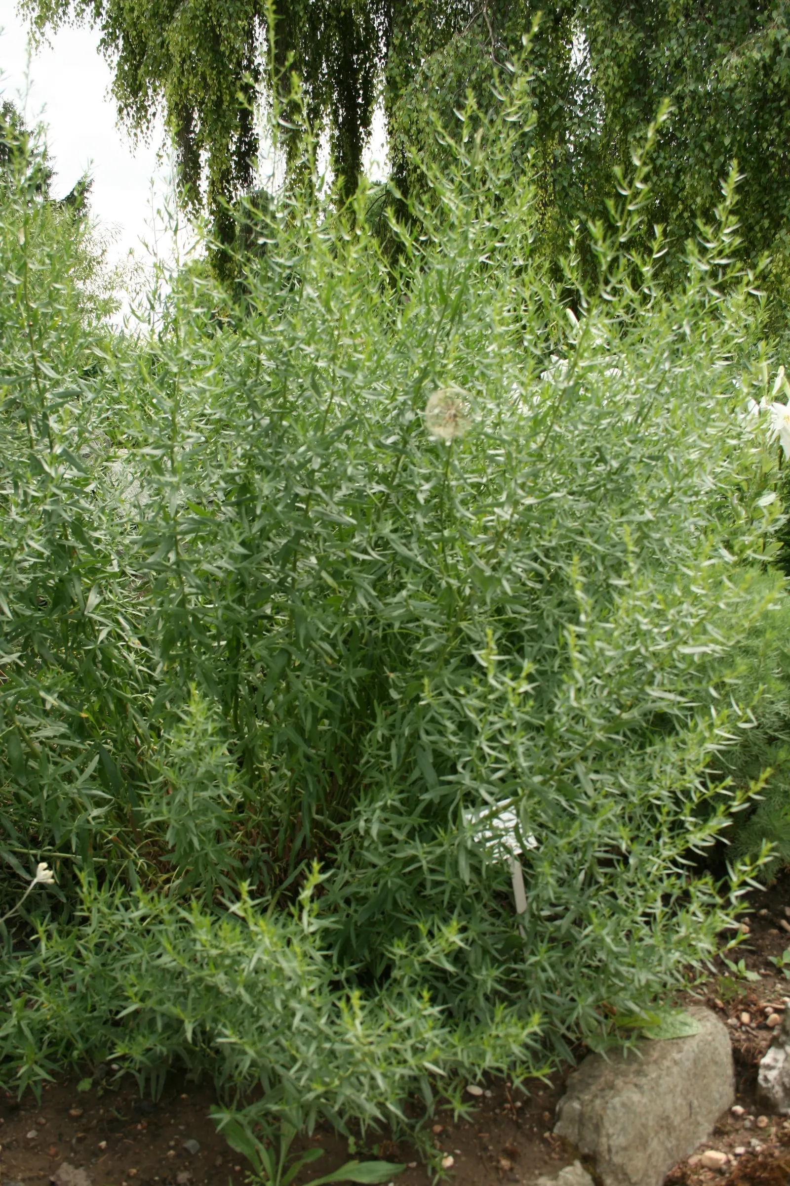 Wild Tarragon (Artemisia Dracunculus) — Low maintenance, it's perfect for adding structure to herb gardens or as a fragrant border; white flowers, image 39