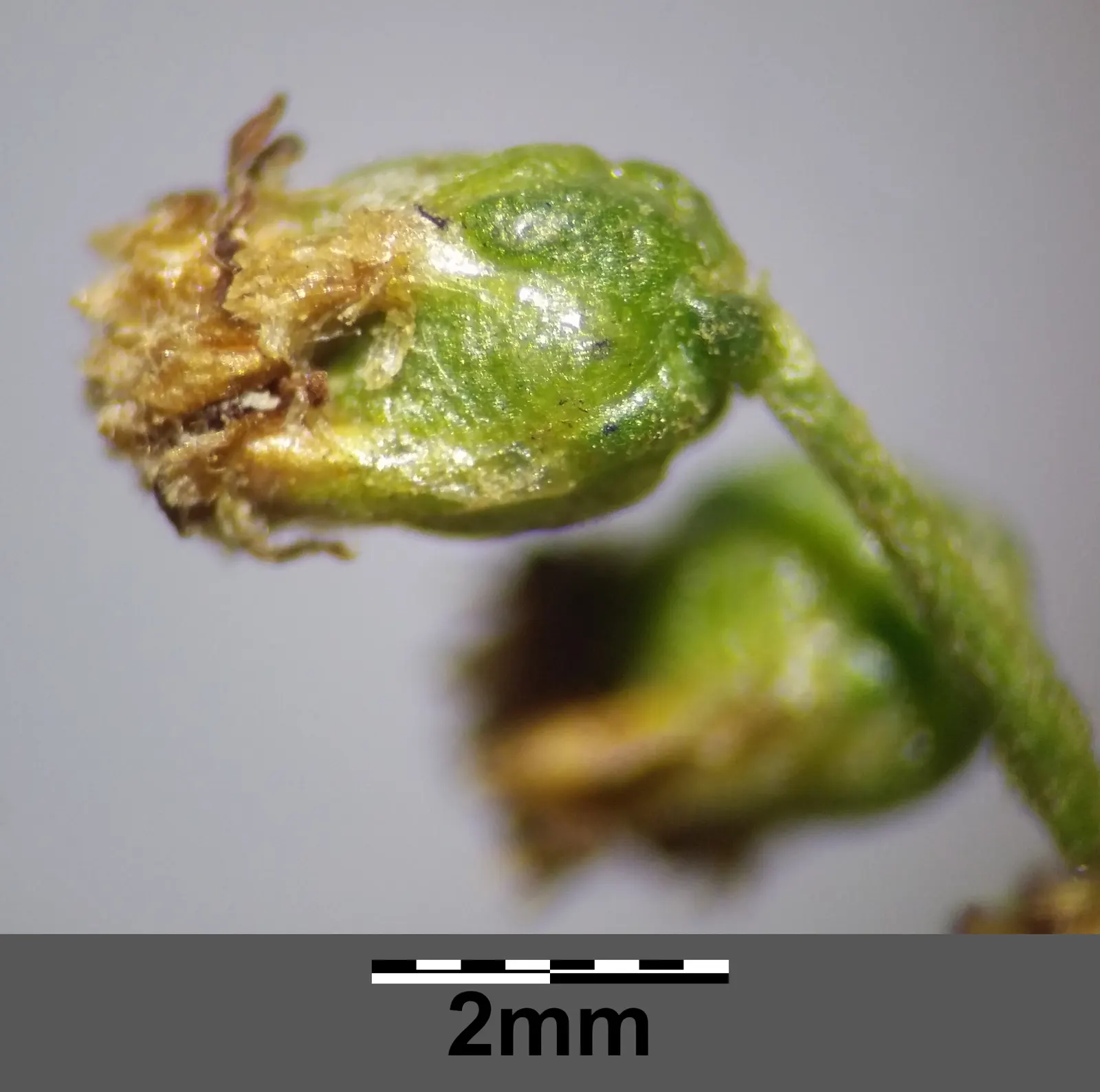 Wild Tarragon (Artemisia Dracunculus) — Native to a wide region covering much of Eurasia and North America; low maintenance, it's perfect for, image 40