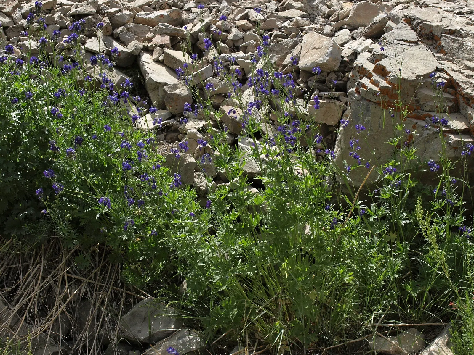 Wild Tarragon (Artemisia Dracunculus) — Typically reaching up to 2-4 feet in height, this plant thrives in well-draining soils and full sun