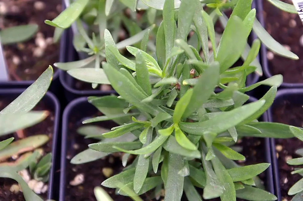 Wild Tarragon (Artemisia Dracunculus) — nondescript yellow or greenish-white flowers; wild Tarragon thrives in full sun to part shade and prefers, image 80