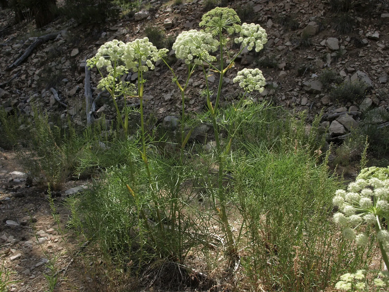 Wild Tarragon (Artemisia Dracunculus) — feathery texture to the garden throughout the growing season; herb with white blooms, image 44