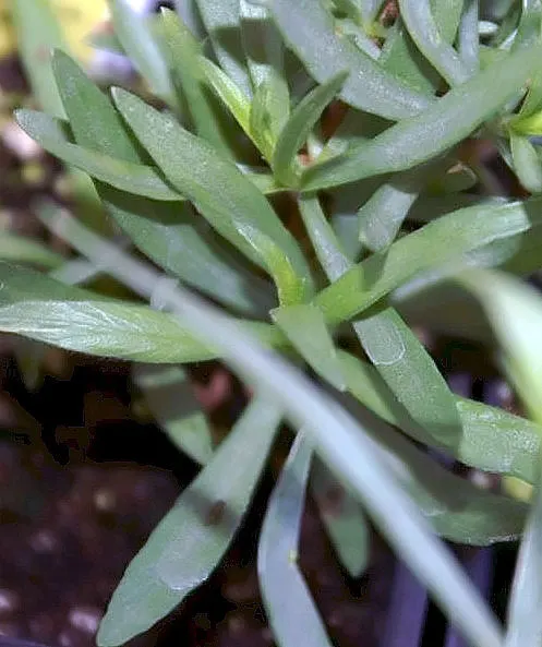 Wild Tarragon (Artemisia Dracunculus) — nondescript yellow or greenish-white flowers; wild Tarragon thrives in full sun to part shade and prefers, image 63
