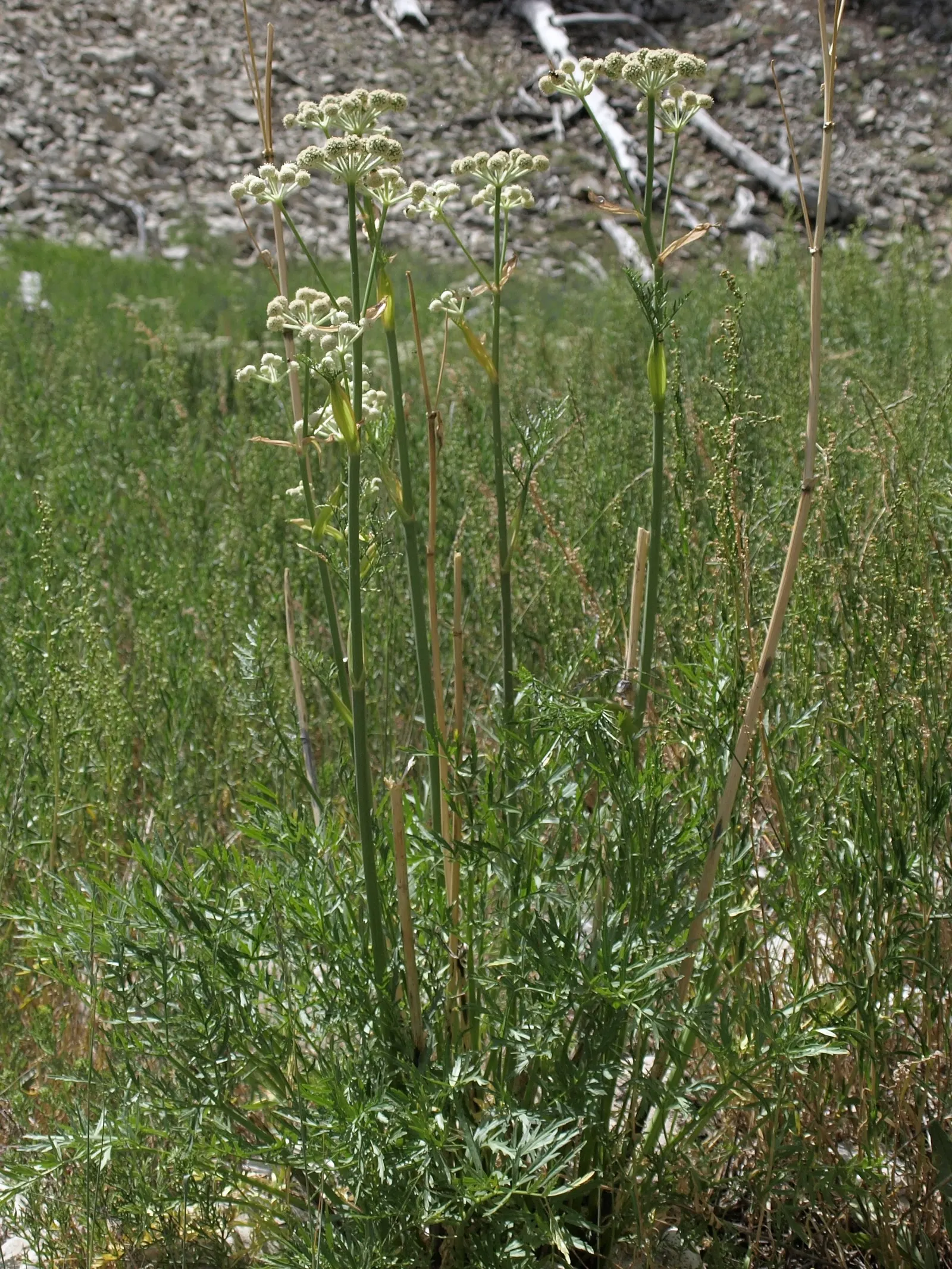 Wild Tarragon (Artemisia Dracunculus) — Native to a wide region covering much of Eurasia and North America